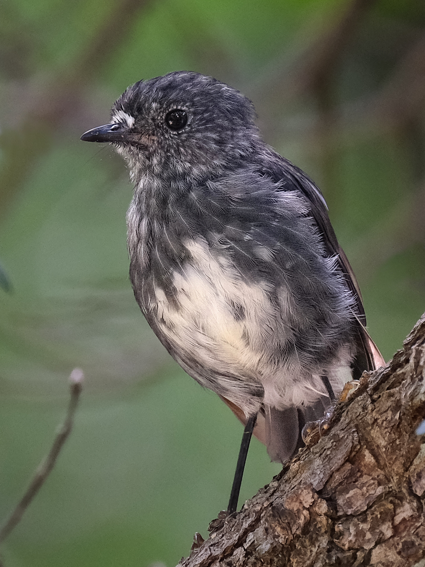 North Island Robin standing on a branch (Tiritiri Matangi)