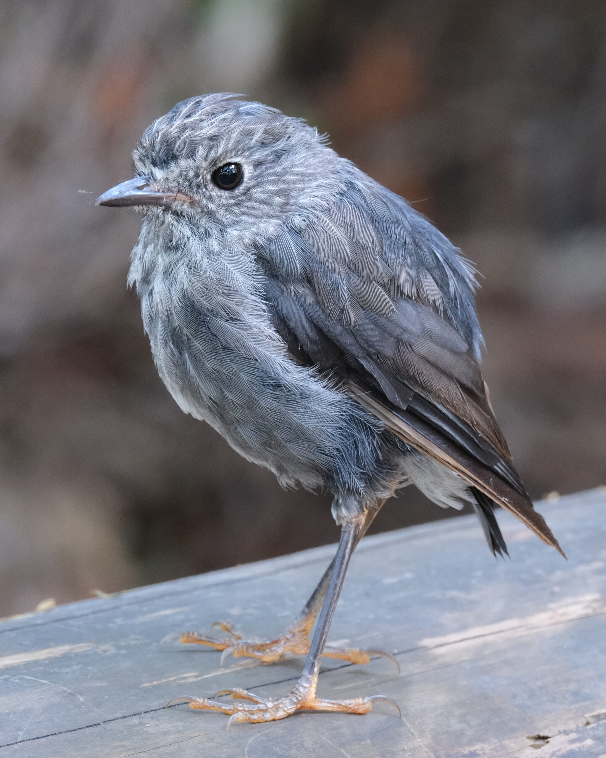 North Island Robin standing on wood (Tawharanui Open Sanctuary)