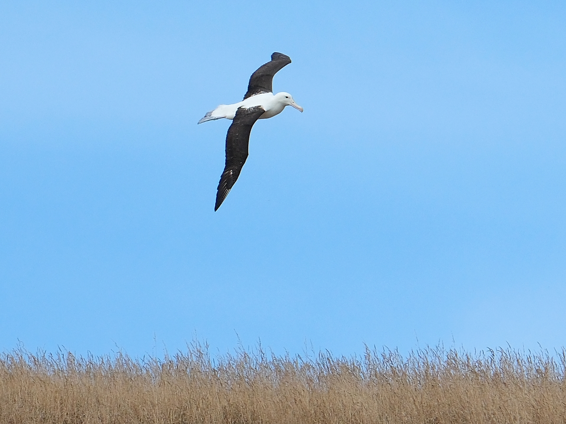 Northern Royal albatross flying at Taiaroa Head