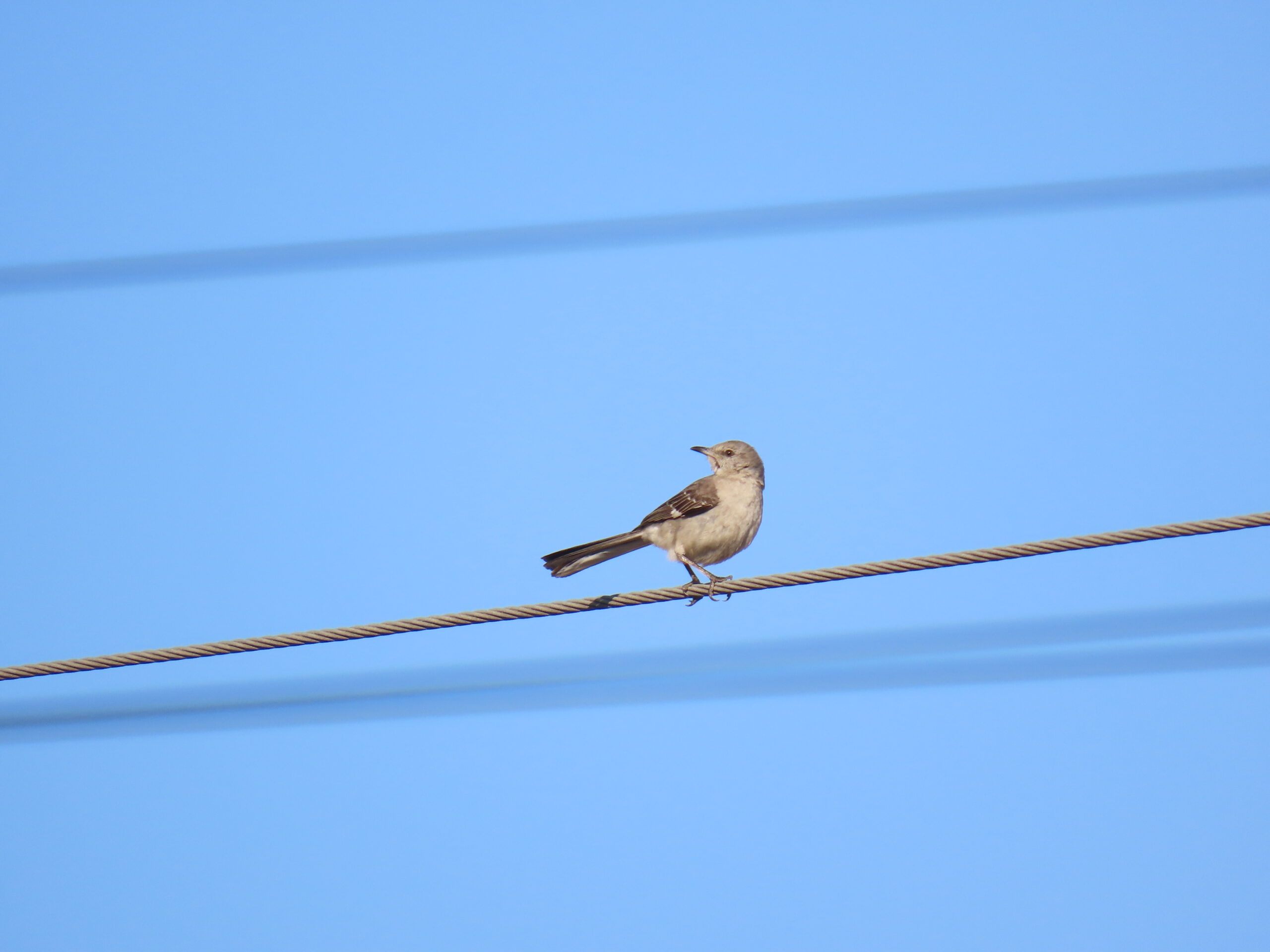 Northern mockingbird, 2023-04-02