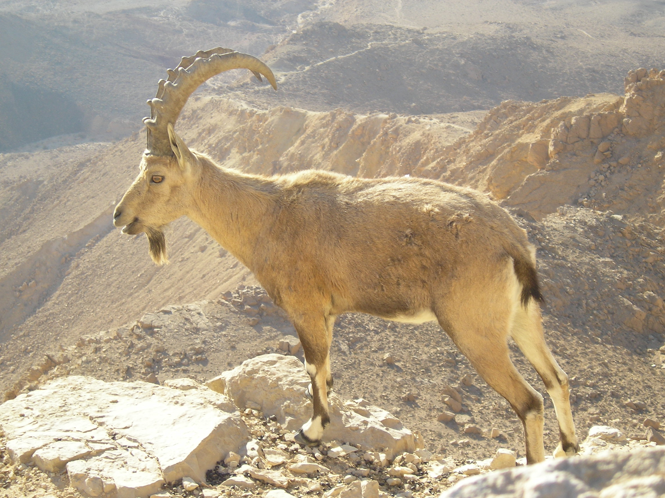 Nubian Ibex in Negev