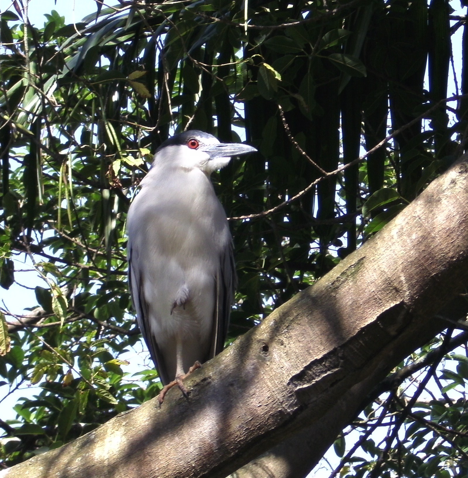 Nycticorax nycticorax, Jardim Zoológico de Goiânia