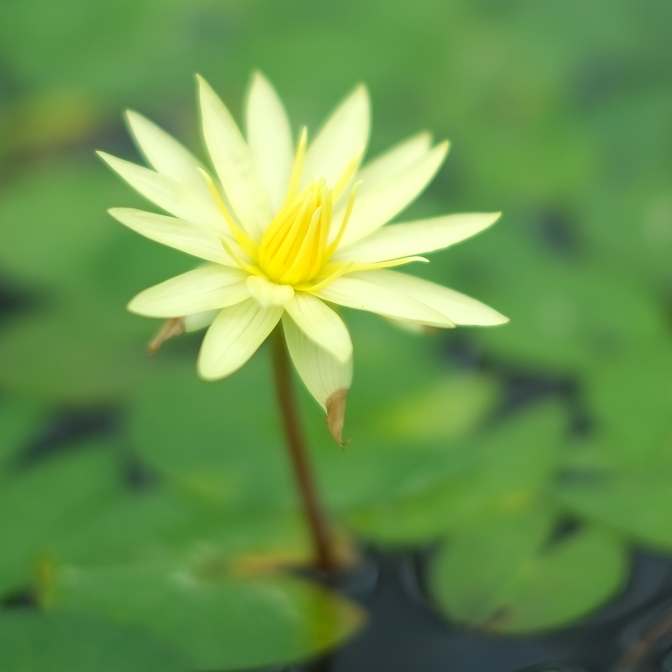 Nymphaea 'St. Louis Gold' (water lily) flower