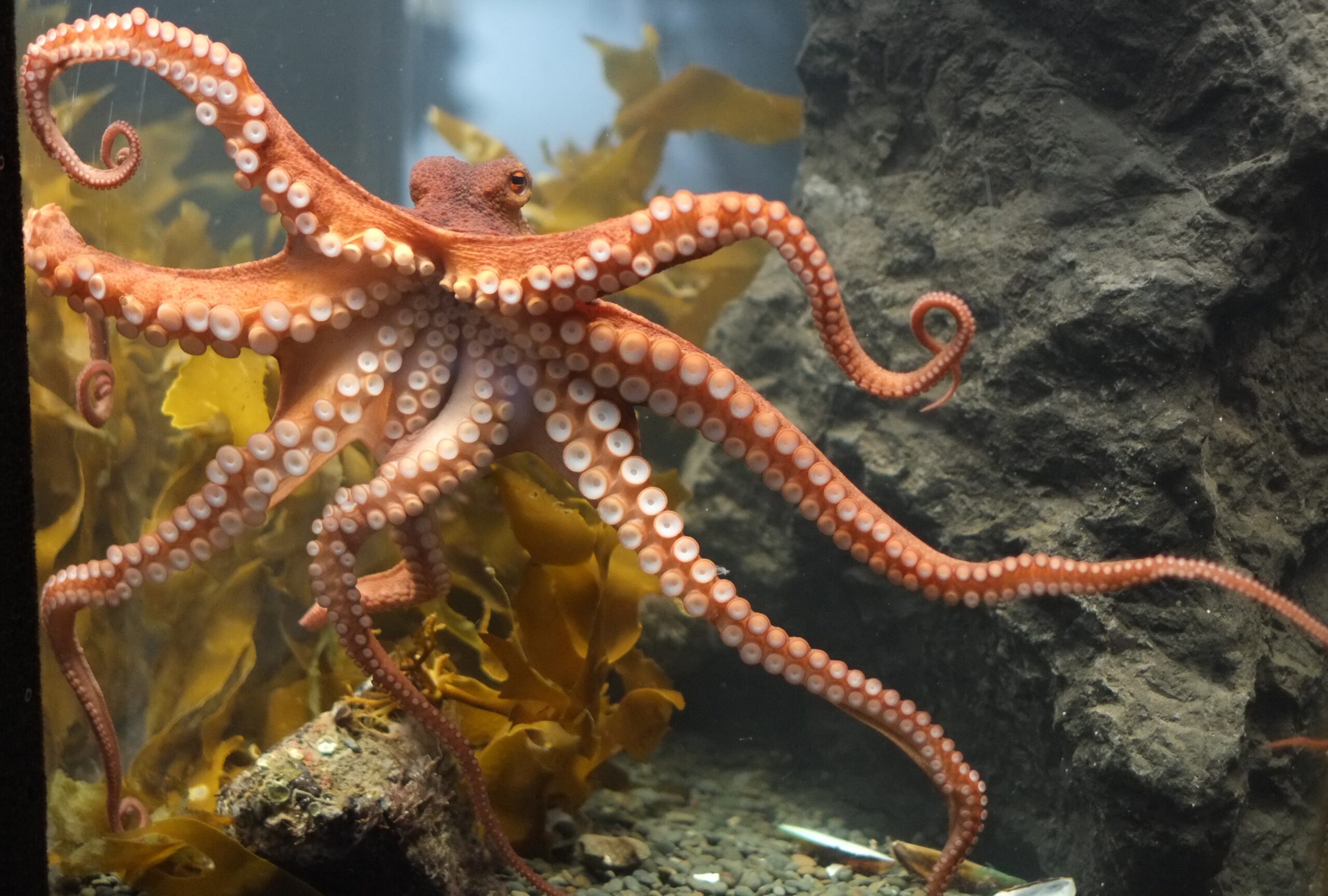 Octopus at Kelly Tarlton's