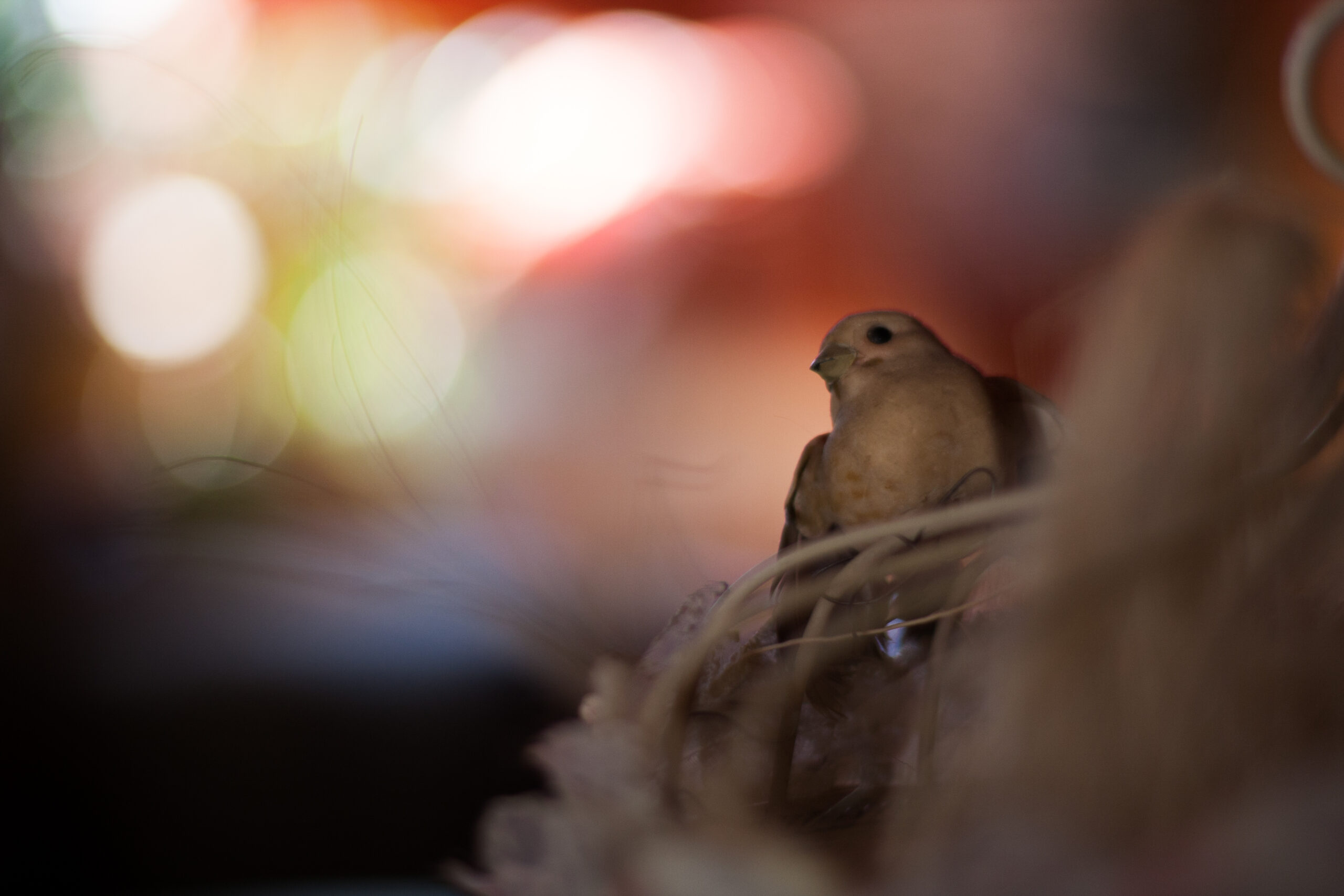 Oiseau (6843419732)