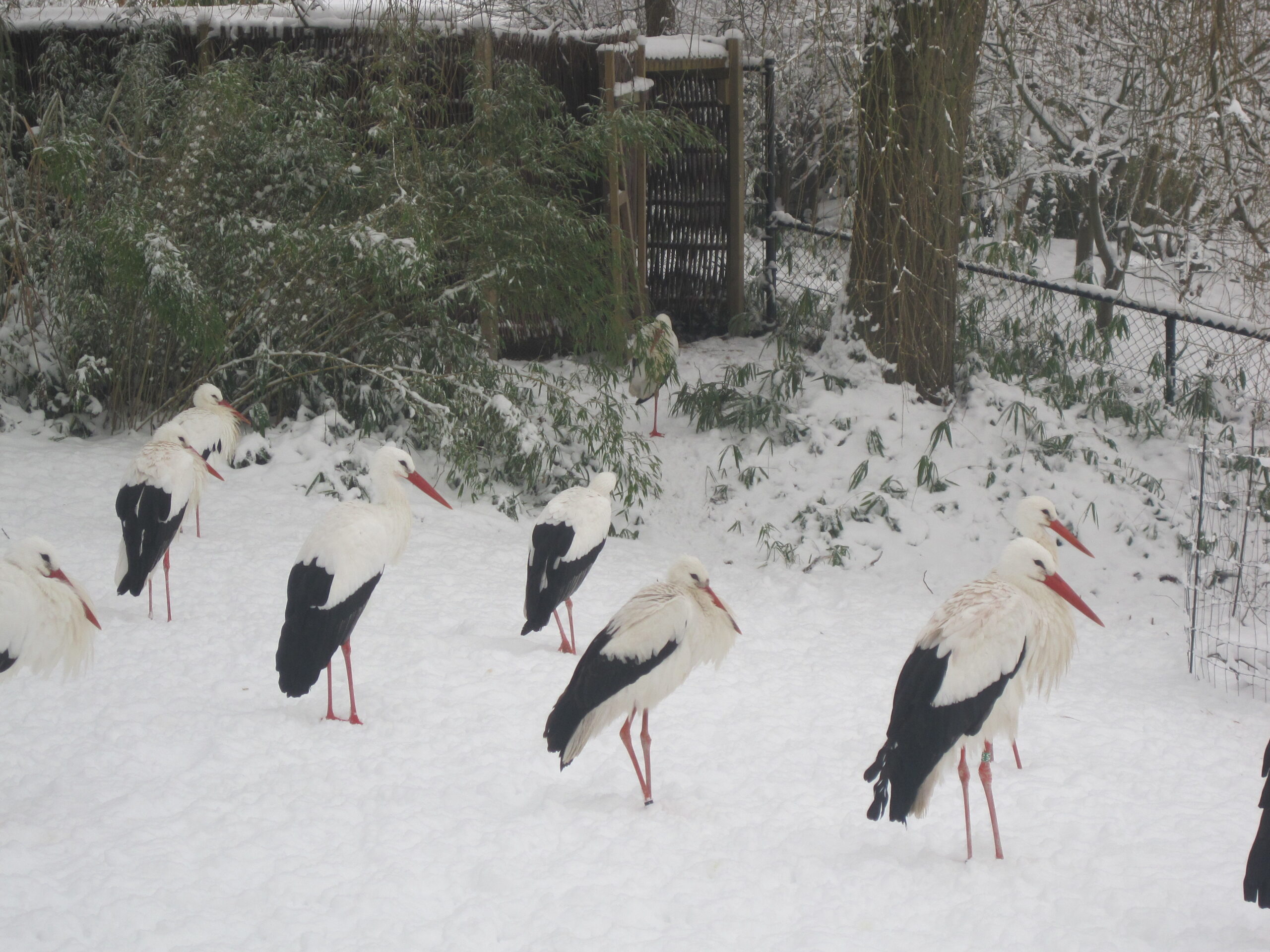 Ooievaars in de sneeuw kasteeltuin arcen