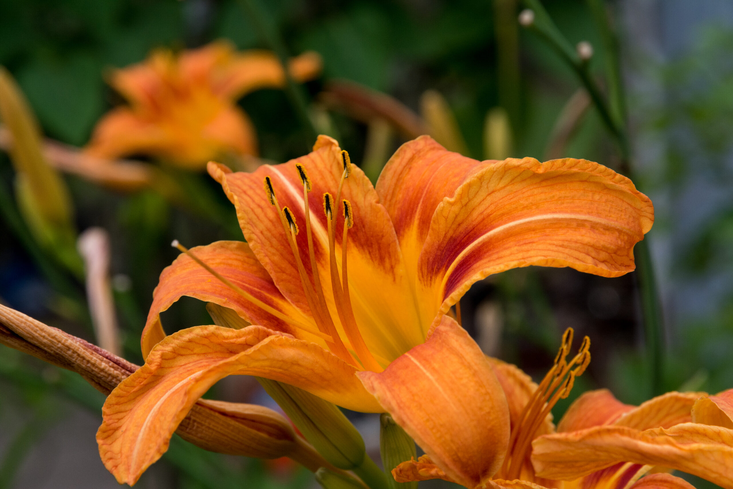 OrangeLily-3973
