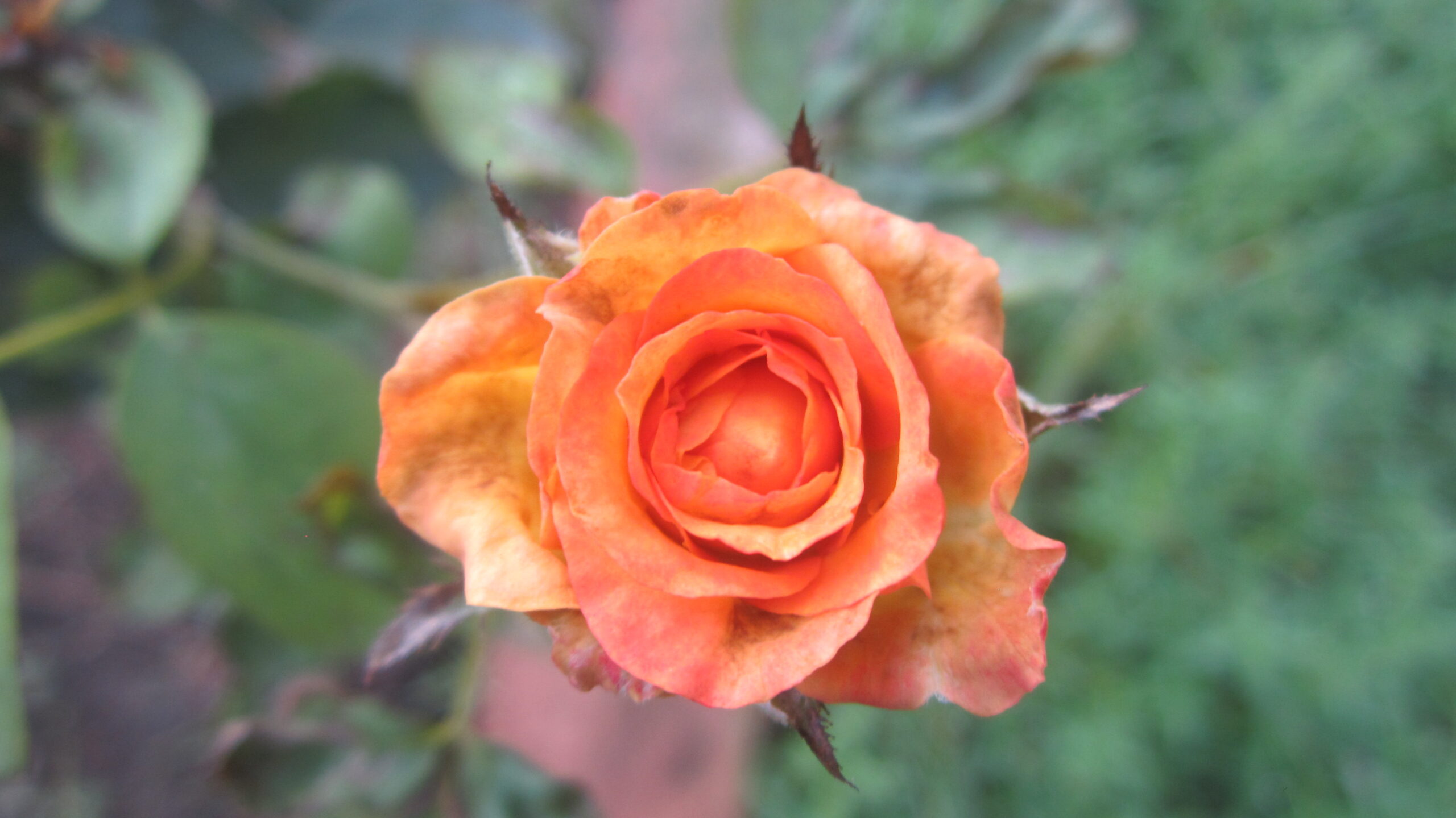 Orange Red Rose