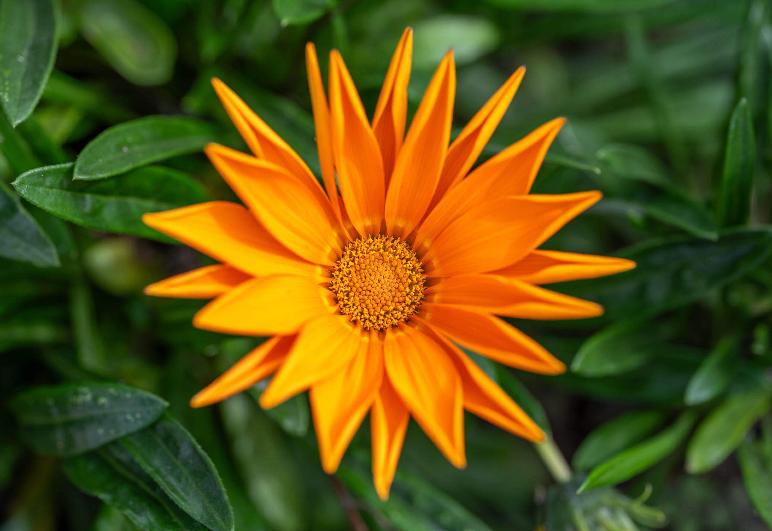 Orange gazania in flower, Quebec City