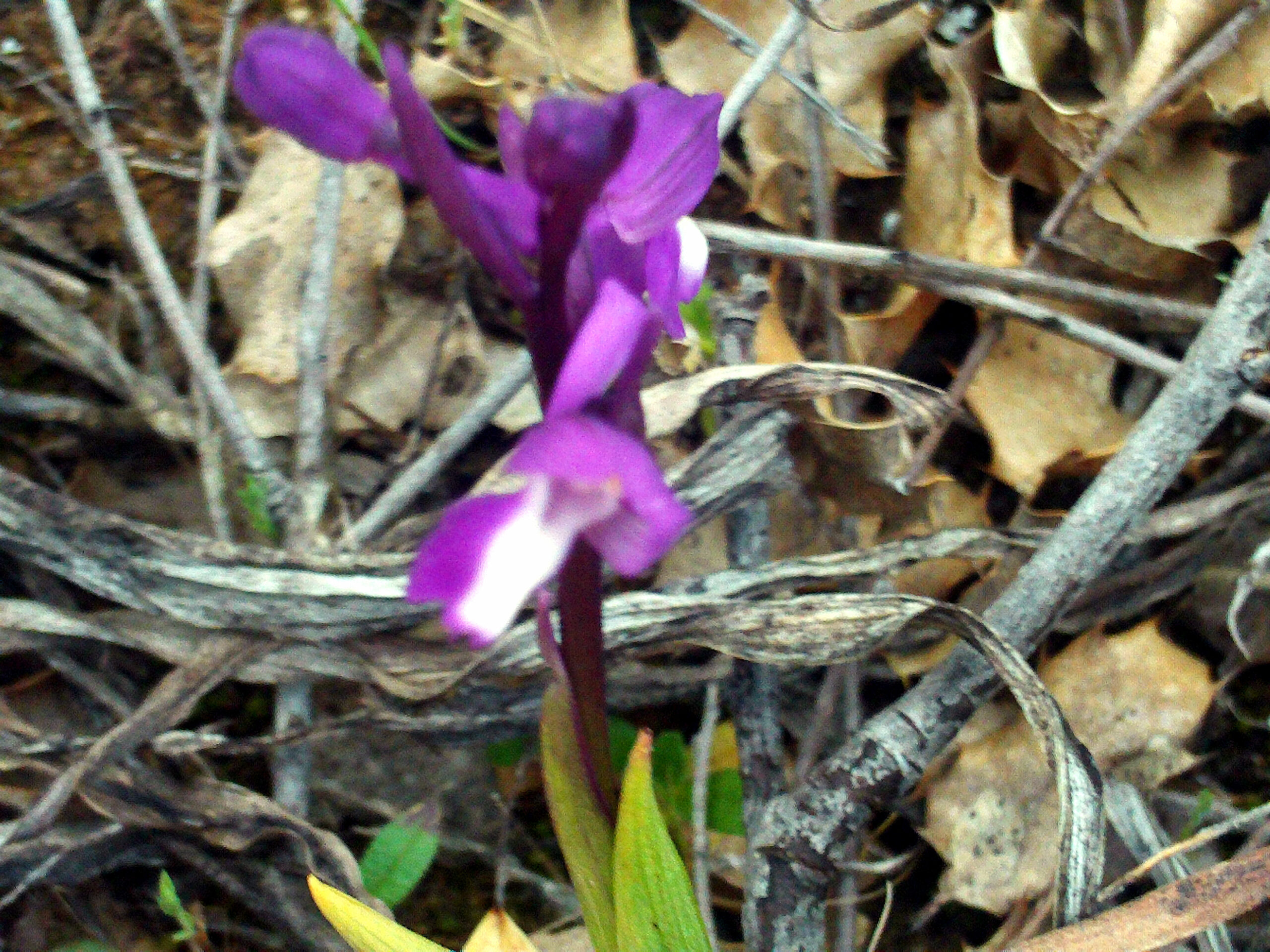 Orchis morio Flower Closeup2 28March2009 DehesaBoyalPuertollano
