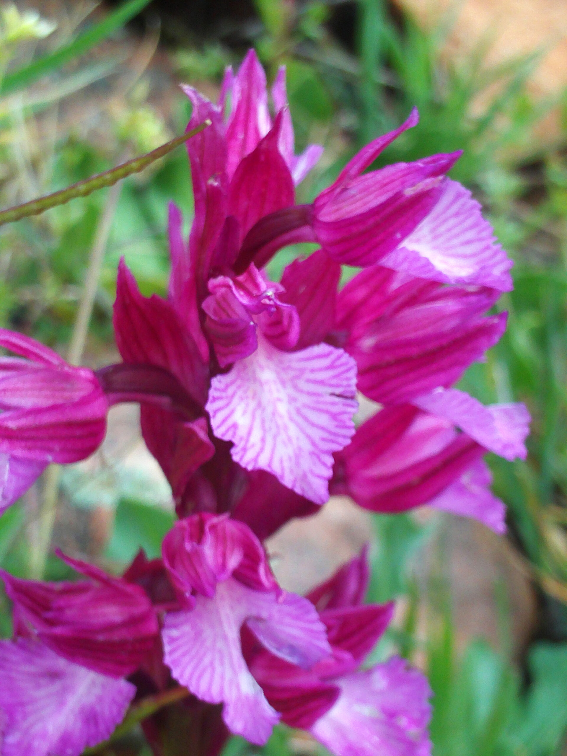 Orchis papilionacea flower Closeup 12April2009 CampodeCalatrava