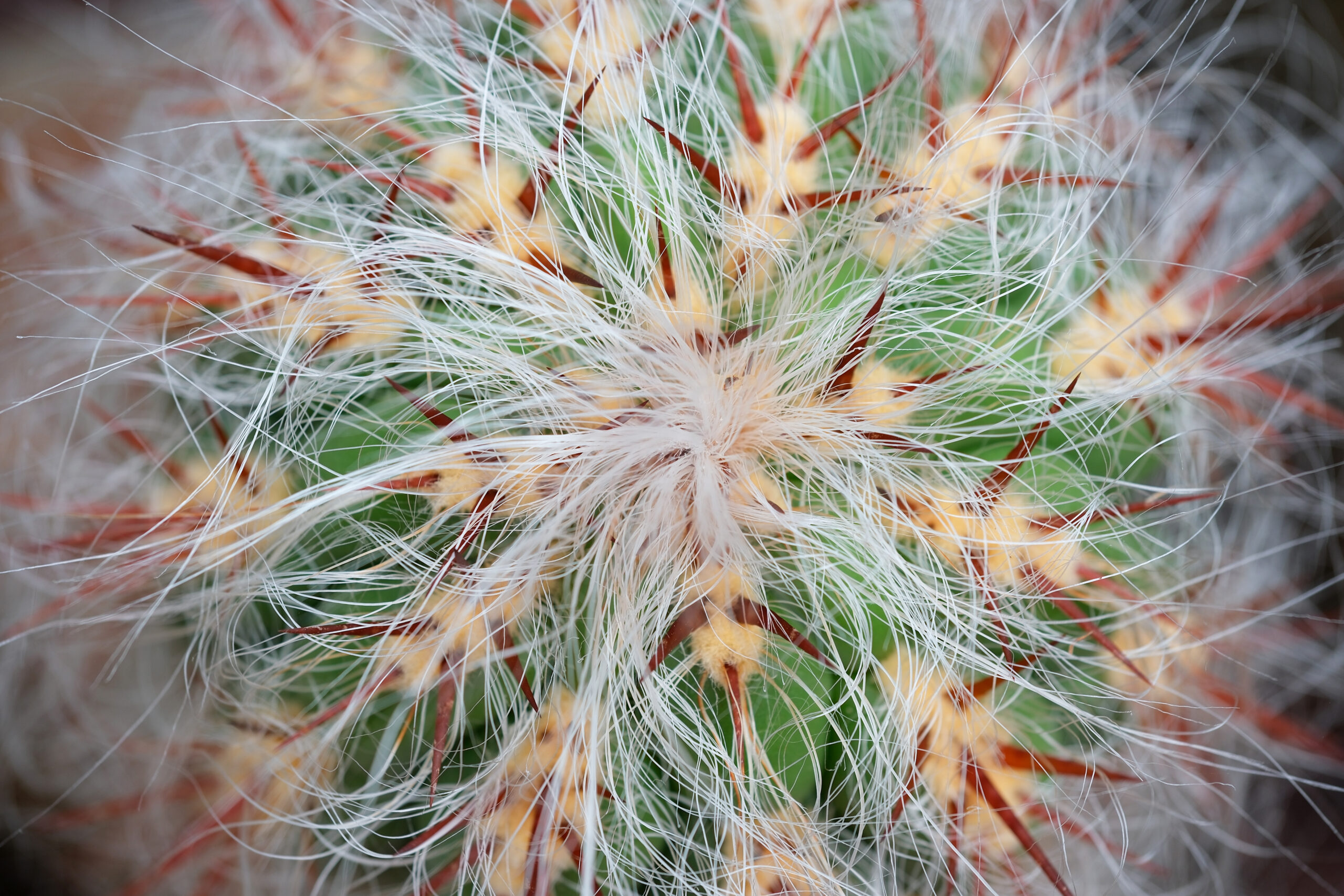 Oreocereus celsianus top close-up