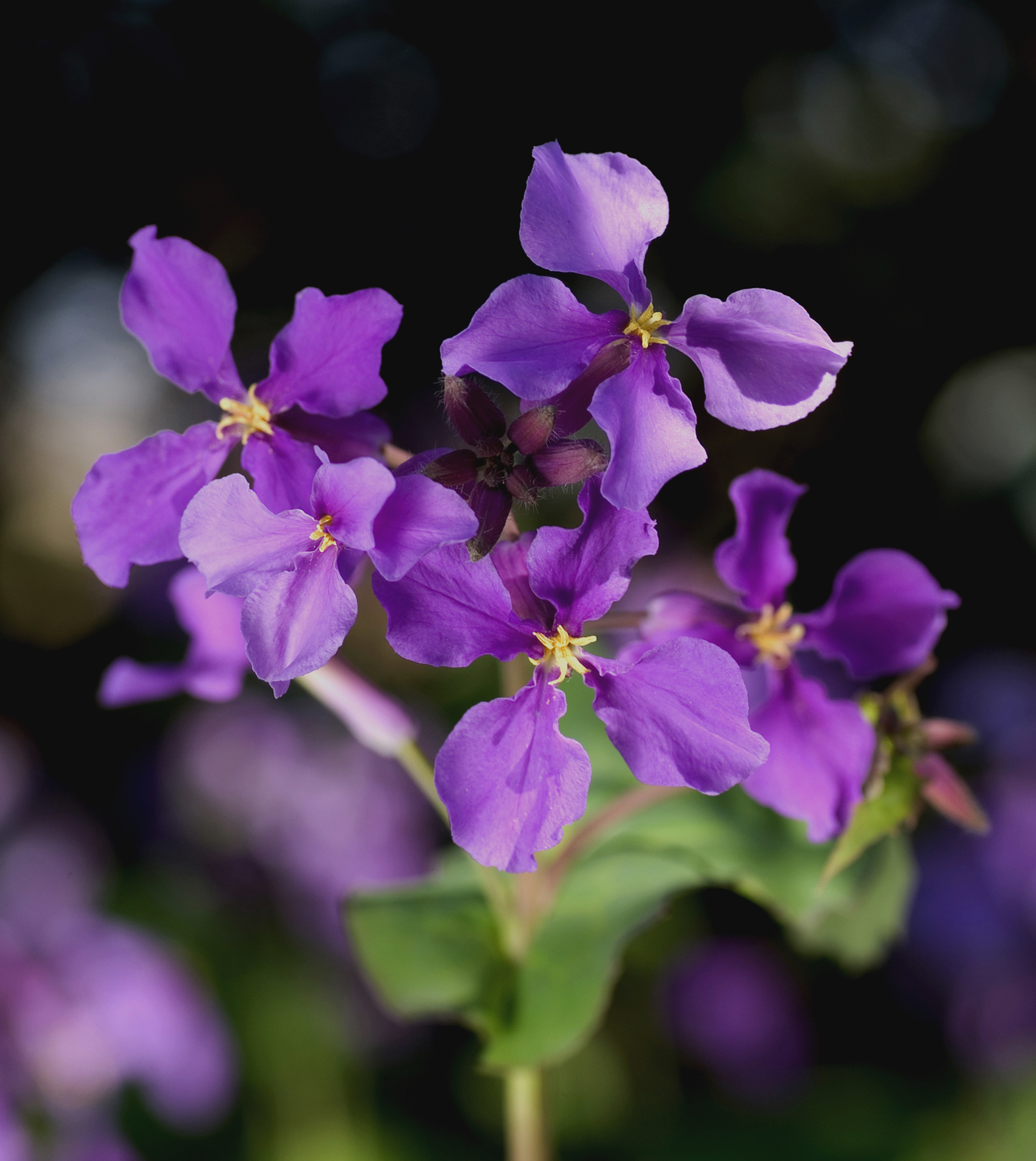 Orychophragmus violaceus 0943