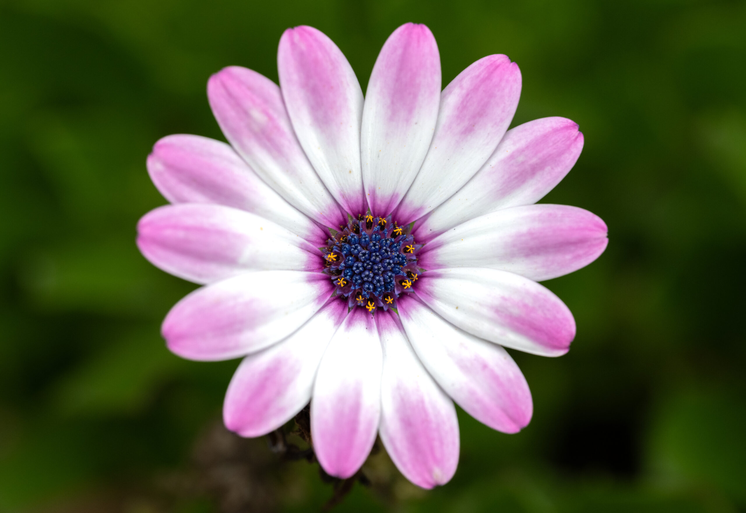 Osteospermum in flower, Quebec City