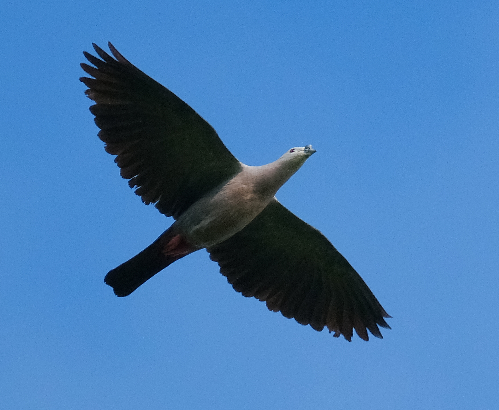Pacific imperial pigeon flying against blue sky (Niue)