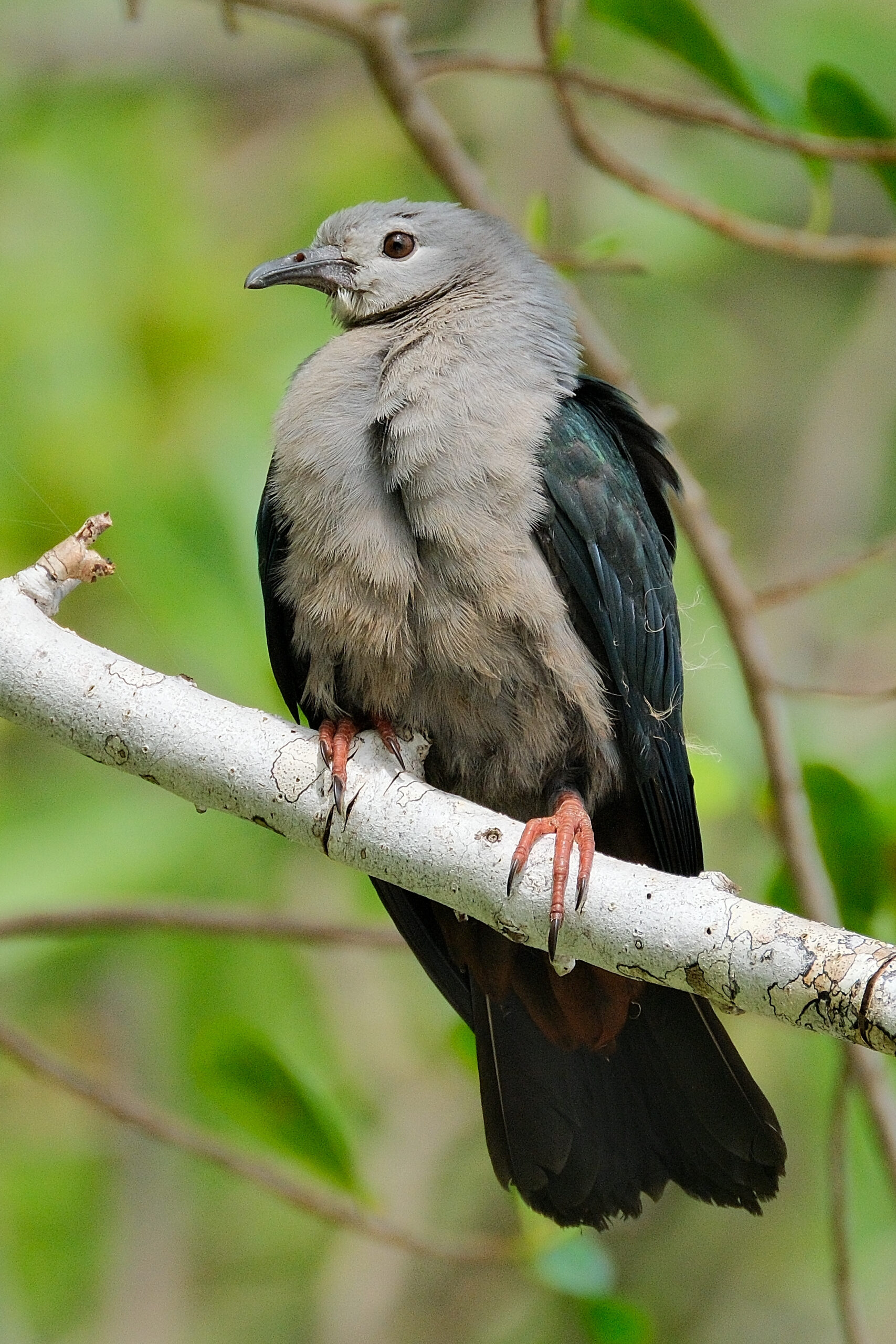 Pacific imperial pigeon perched on a branch (Niue)