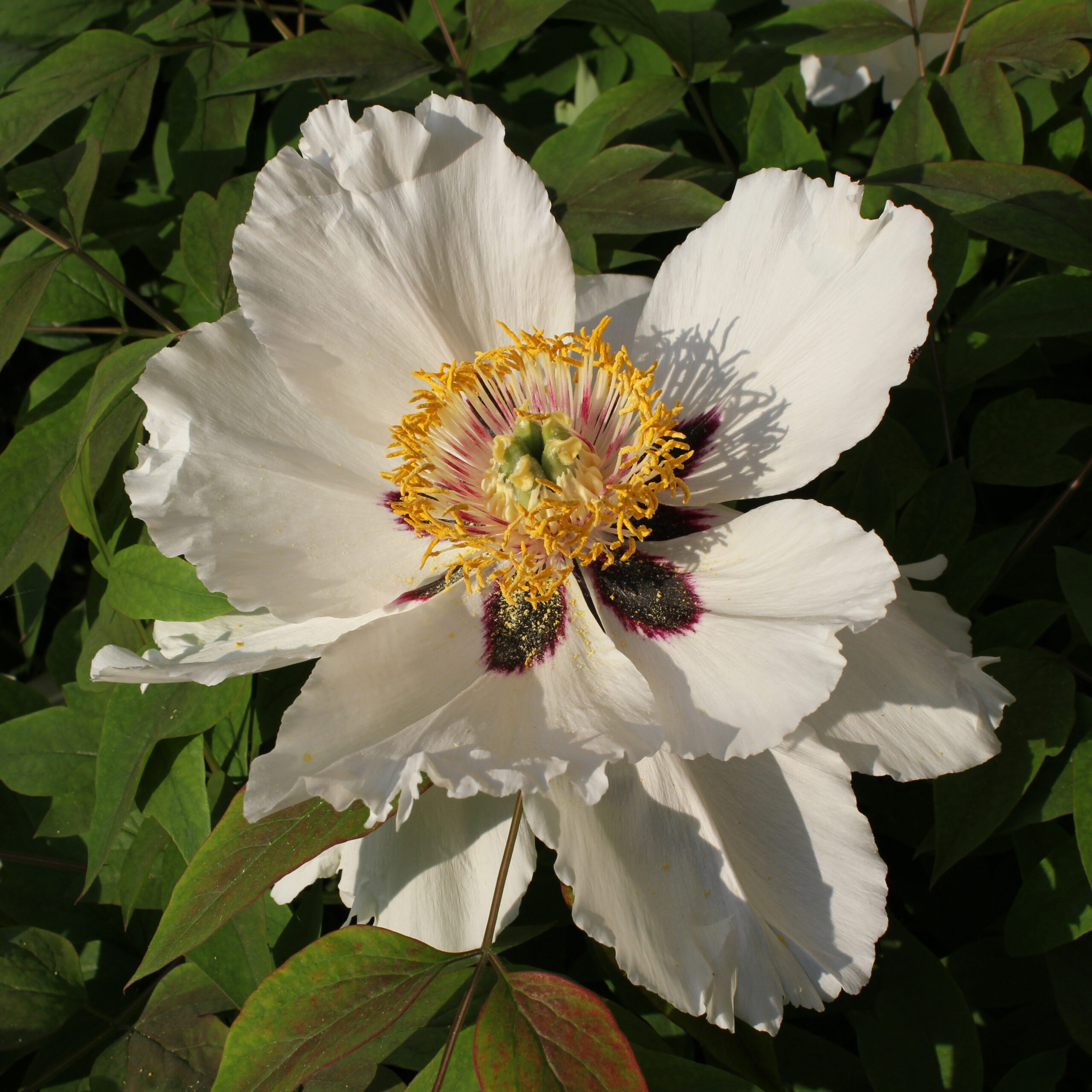 Paeonia rockii 2011 G1