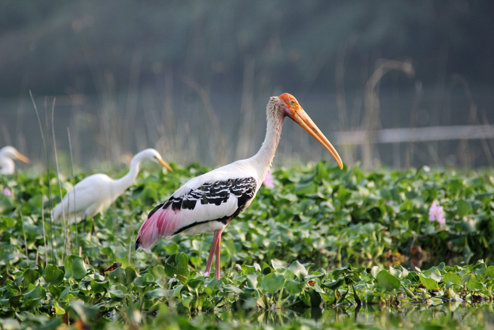 Painted Stork (181394787)