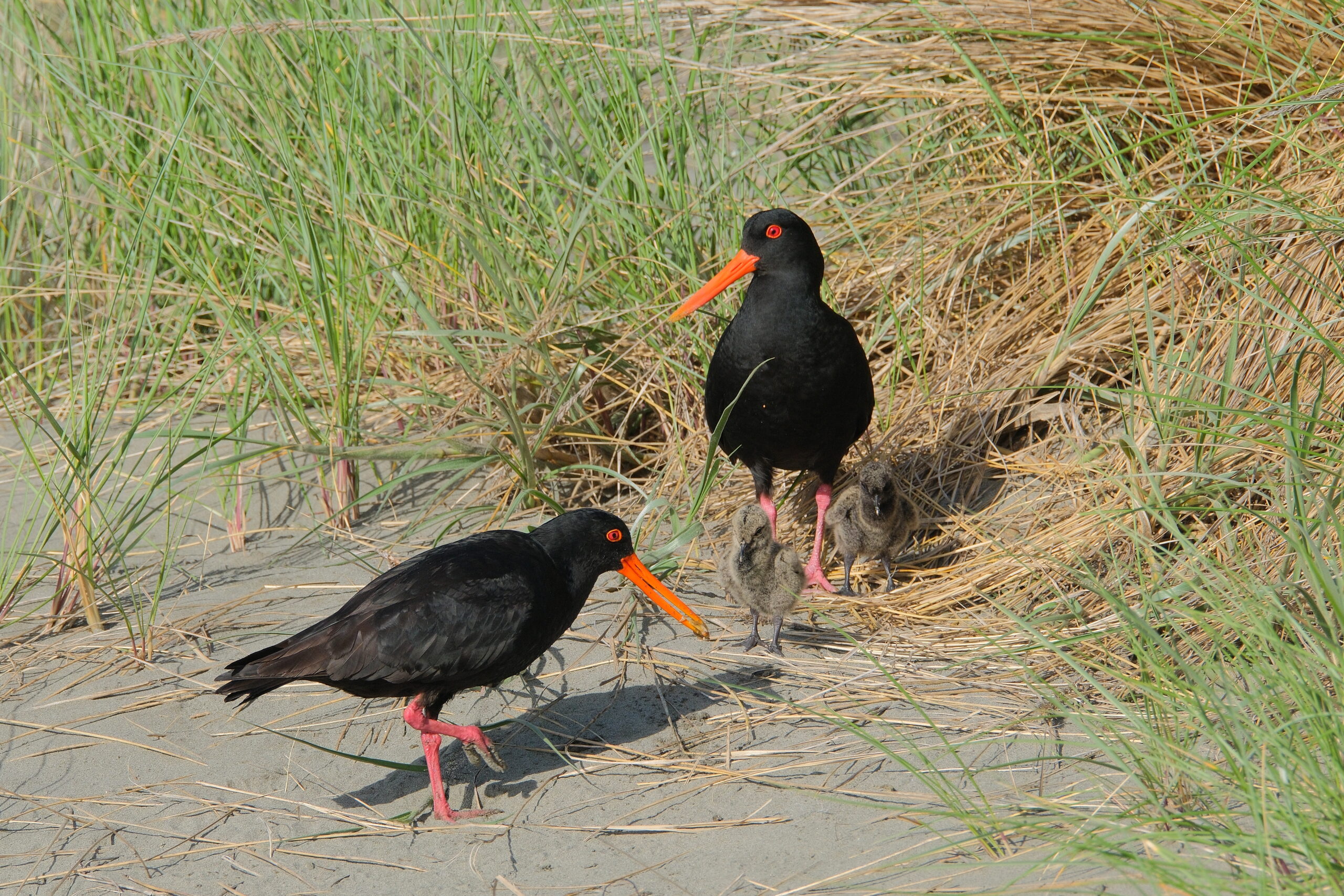 Pair of variable oystercatcher (black variant) with two chicks on sand dune