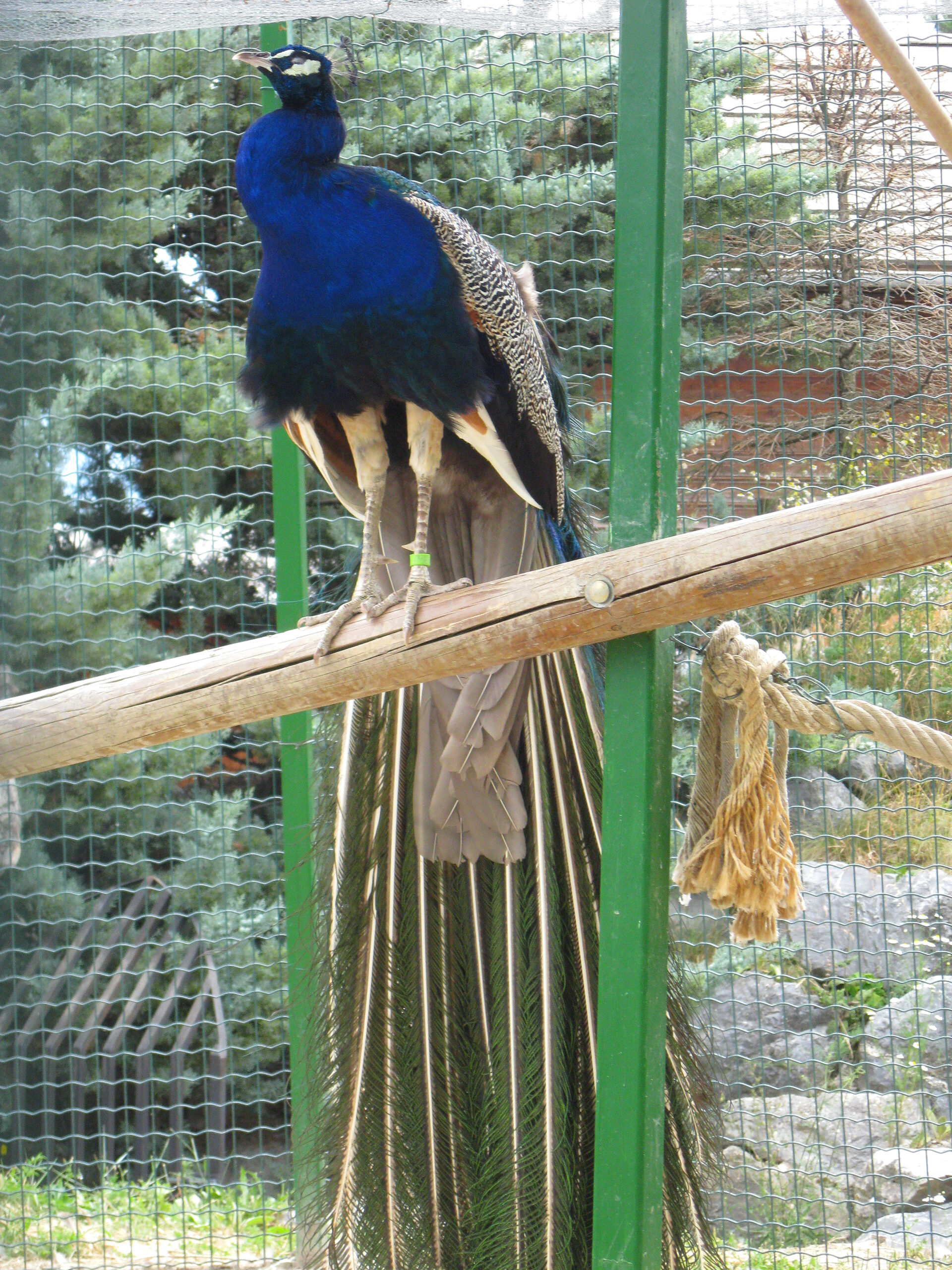 Paon bleu en cage