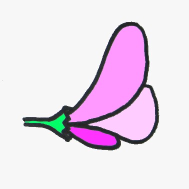Papilionaceous flower diagram