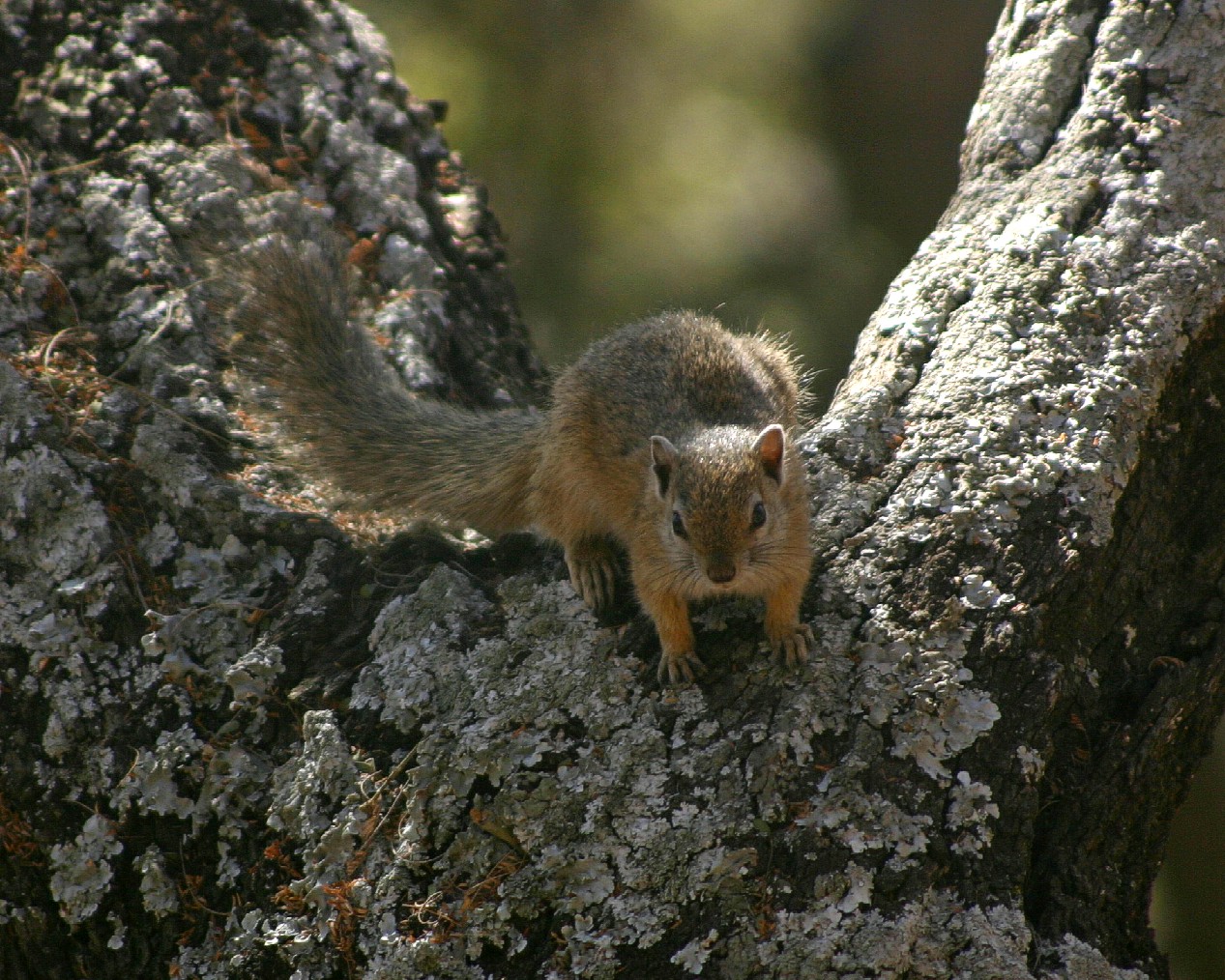 Paraxerus cepapi00