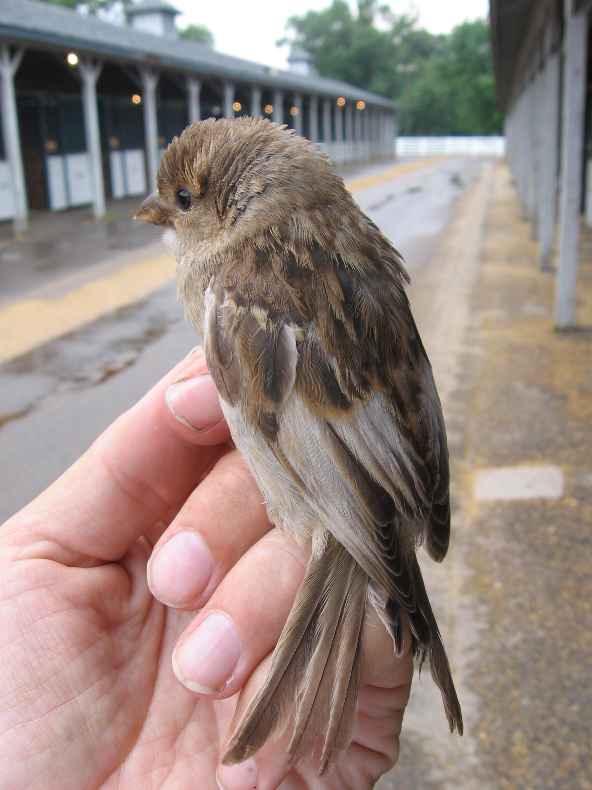 Partially leucistic House sparrow