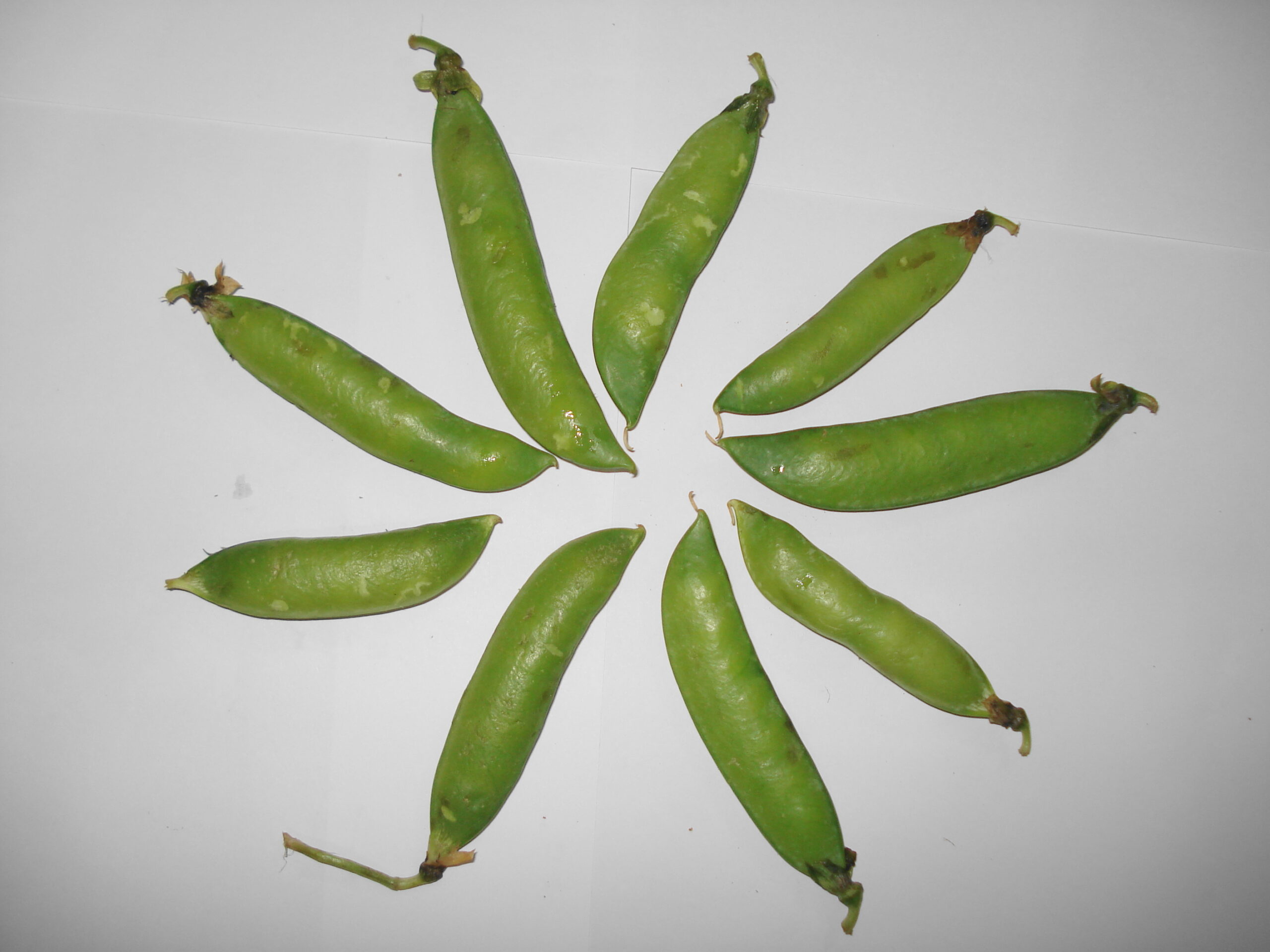 Peas