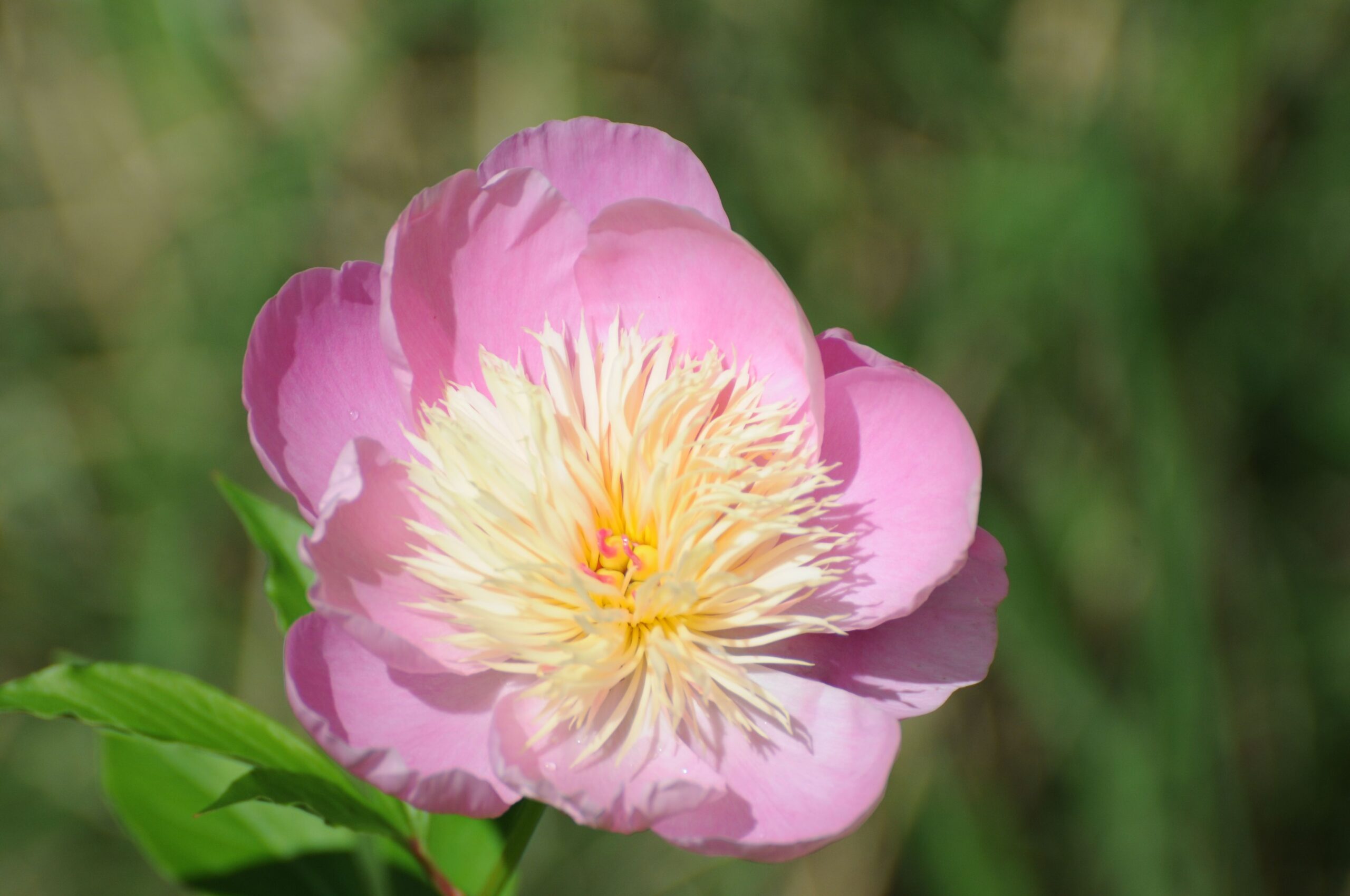 Peony In Bloom