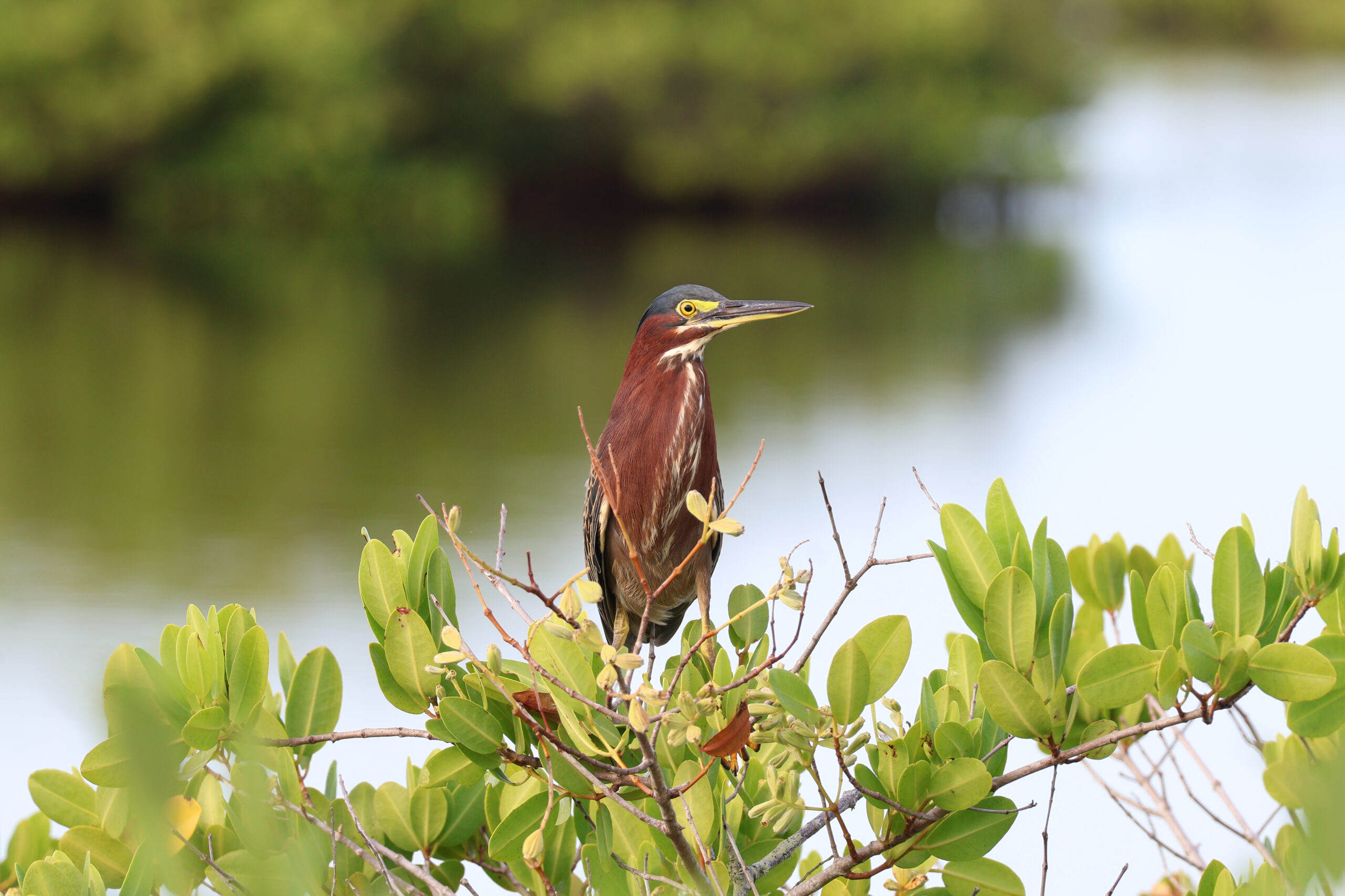Perched Green Heron