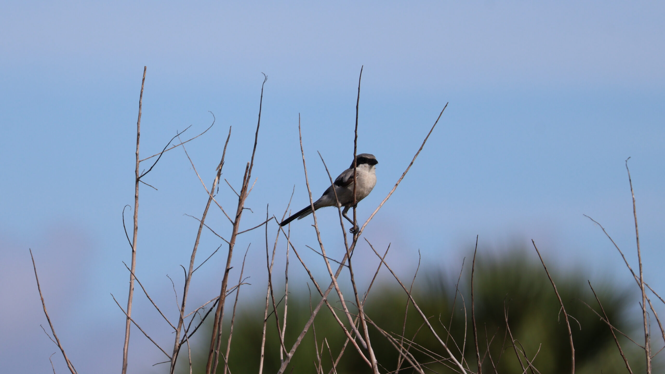 Perched Loggerhead Shrike
