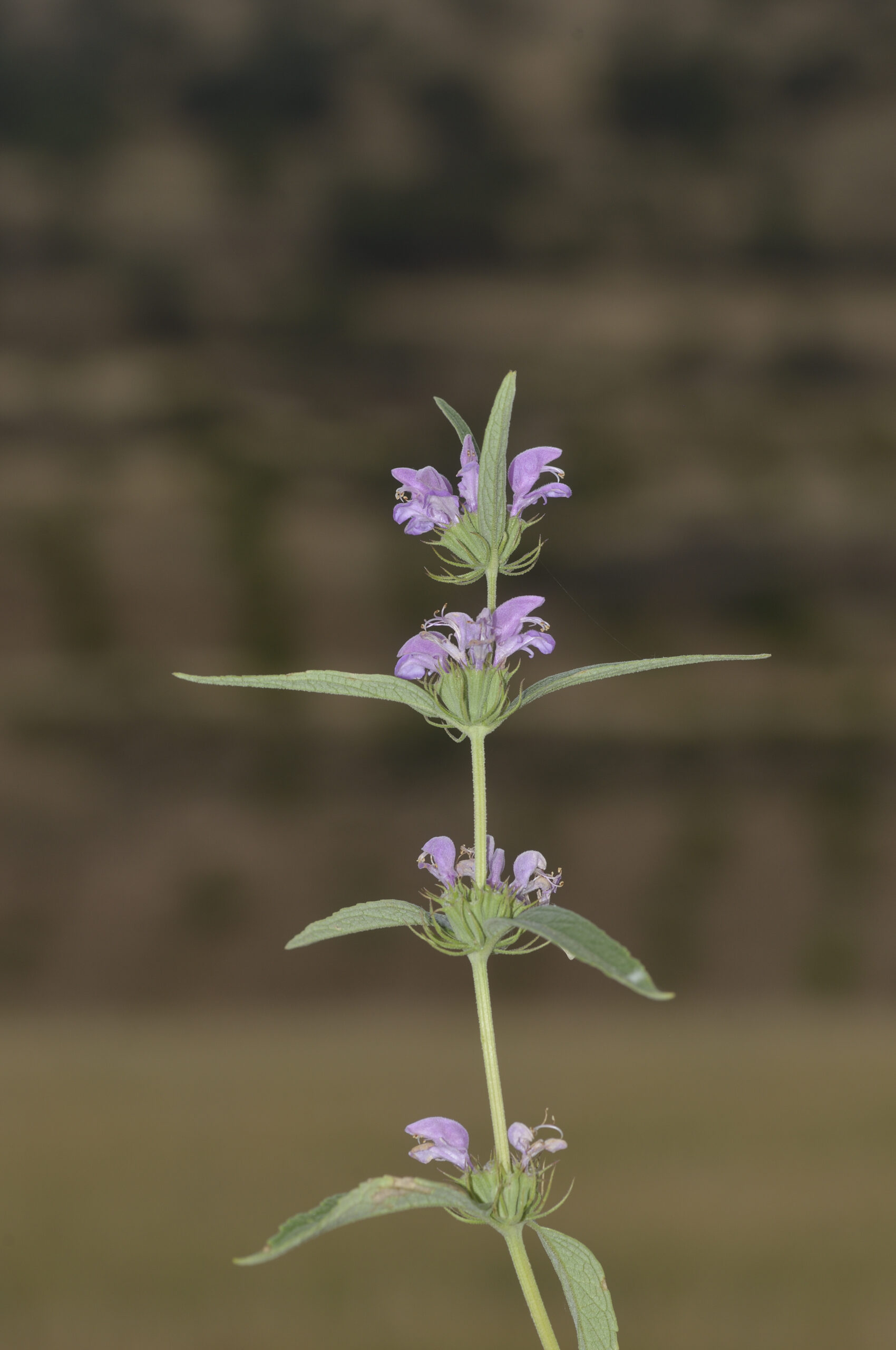 Phlomis sp
