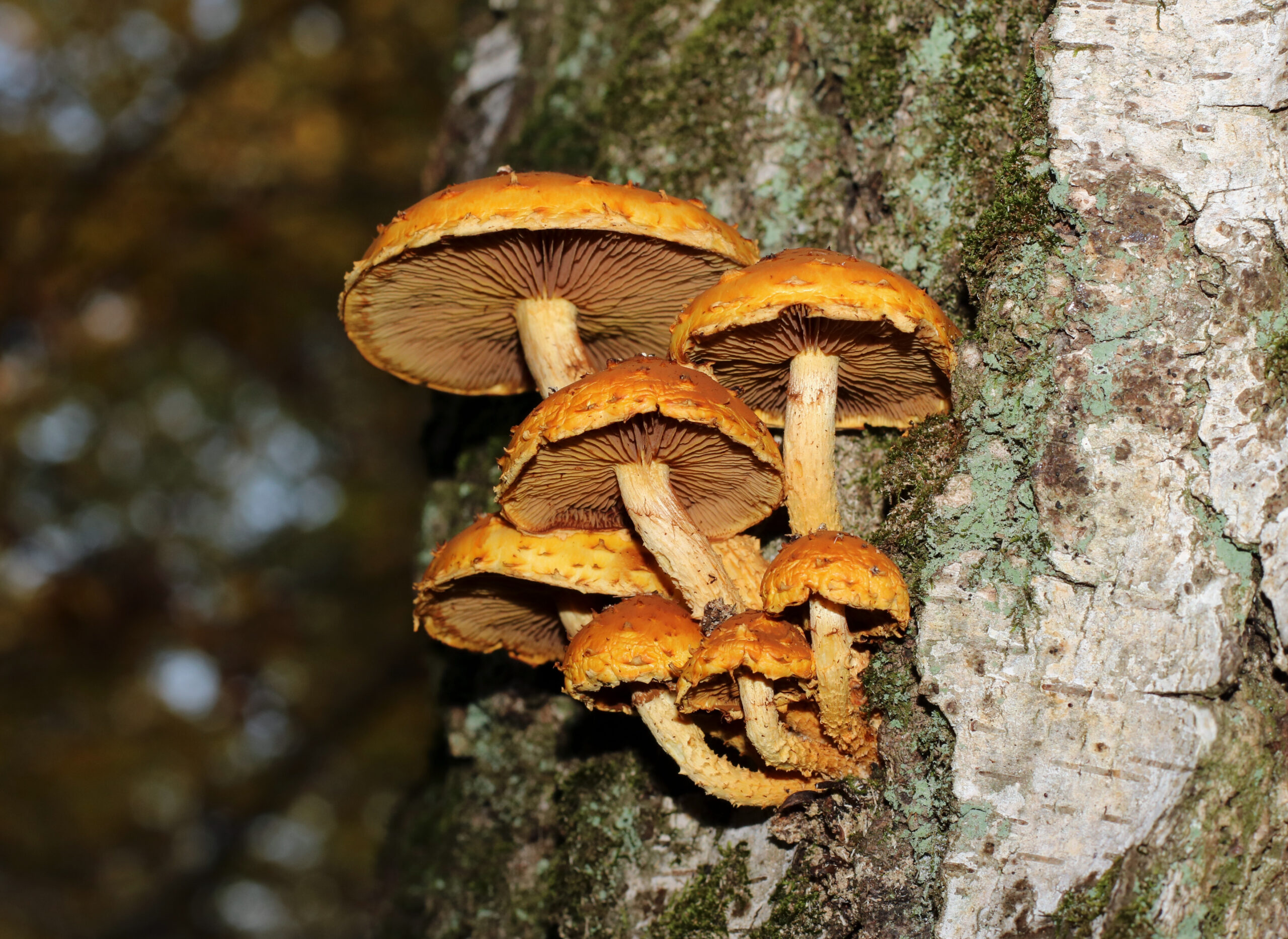 Pholiota aurivella 2018 G2