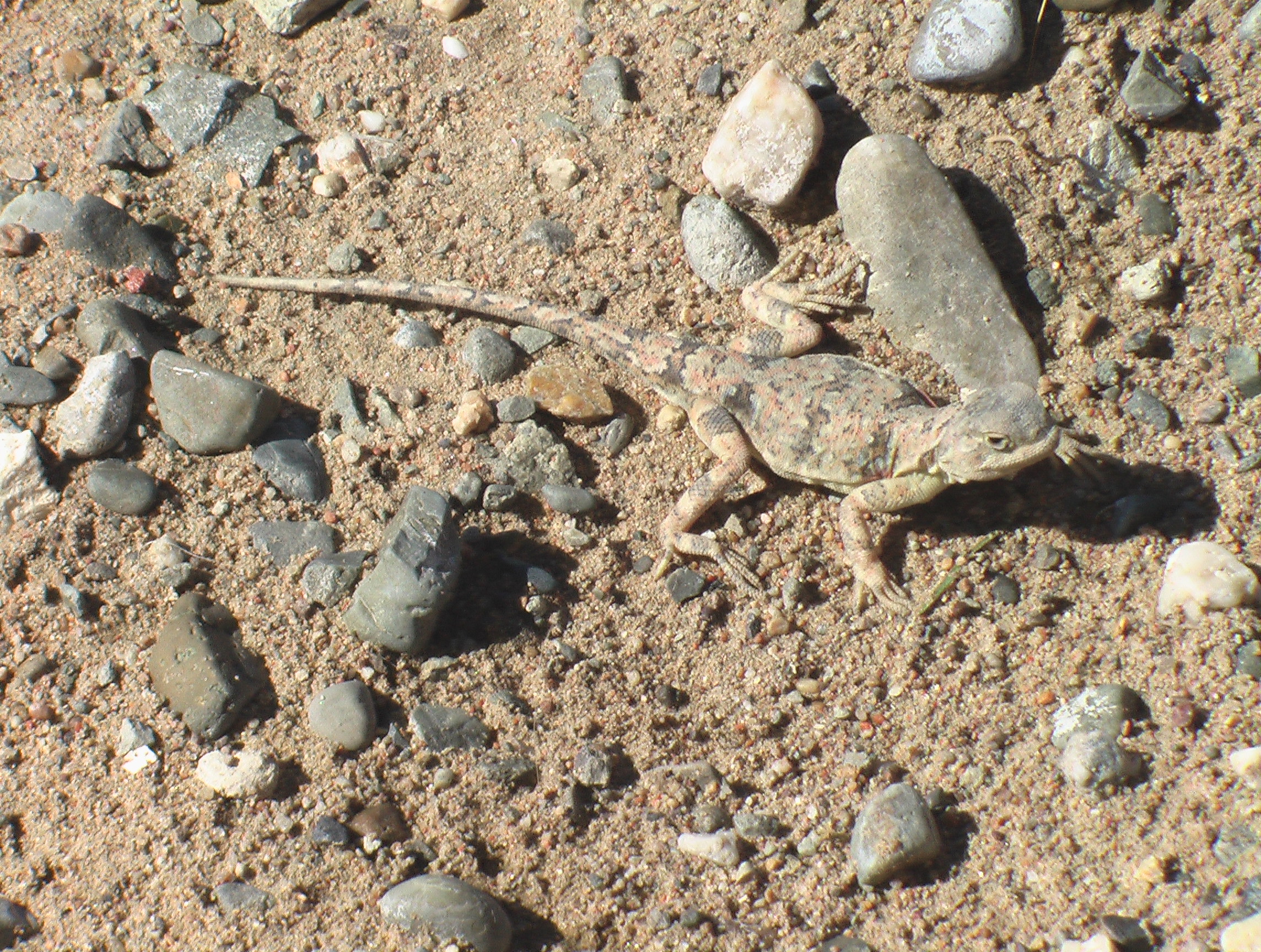 Phrynocephalus versicolor Strauch, 1876 1