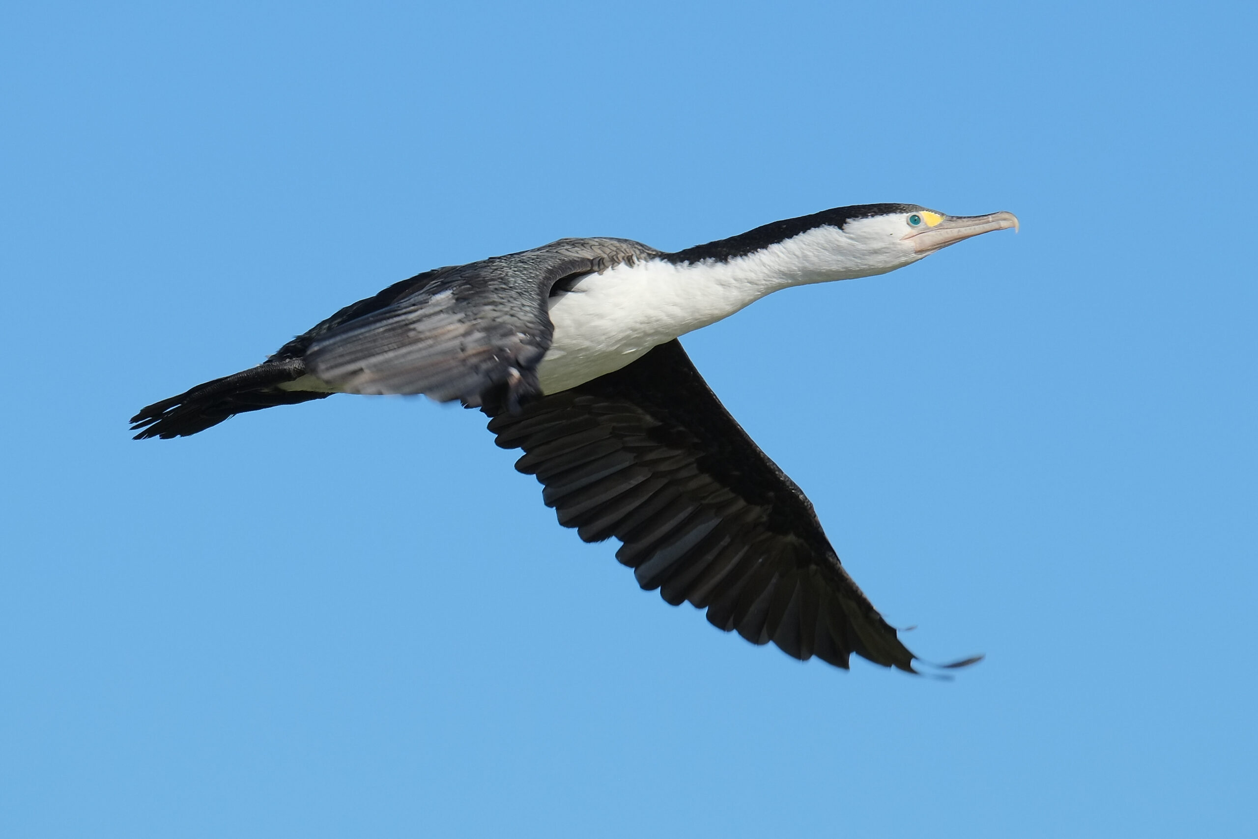 Pied Shag flying by against blue sky