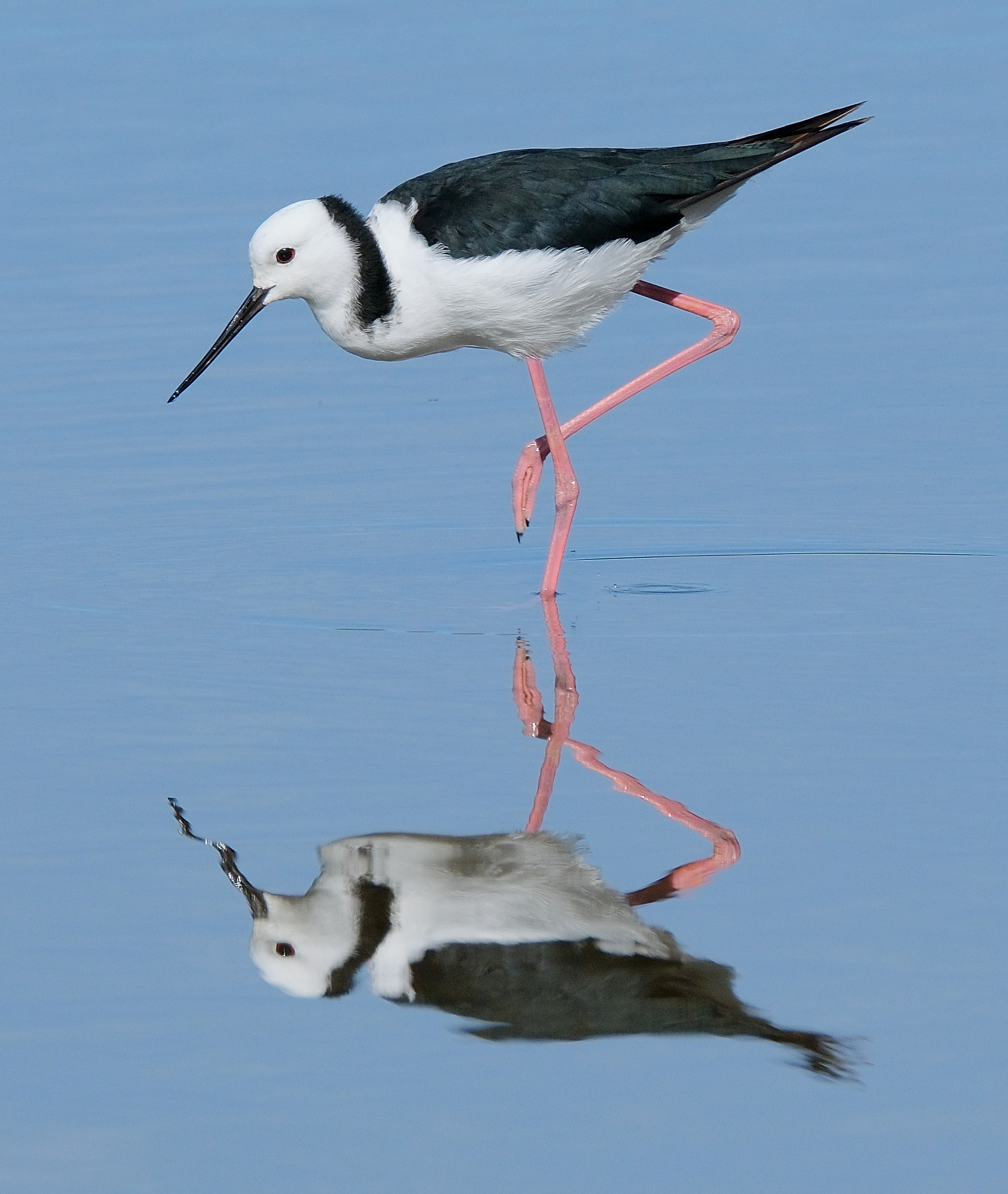 Pied stilt reflecting in shallow water