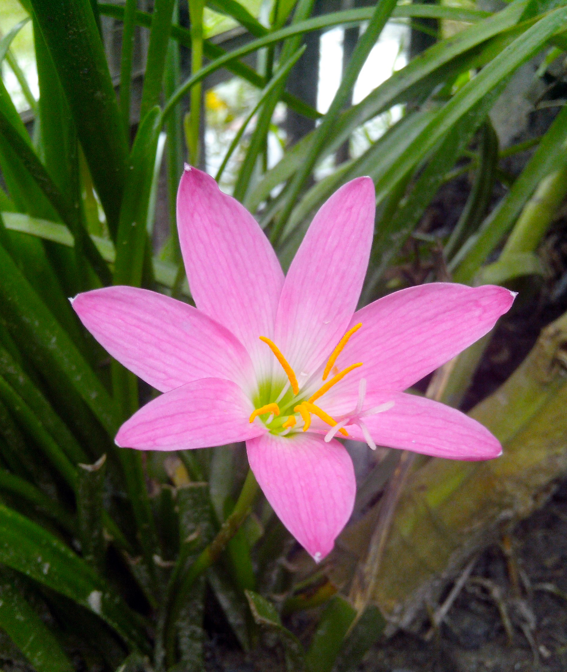 Pink coloured flower 2015-08-24
