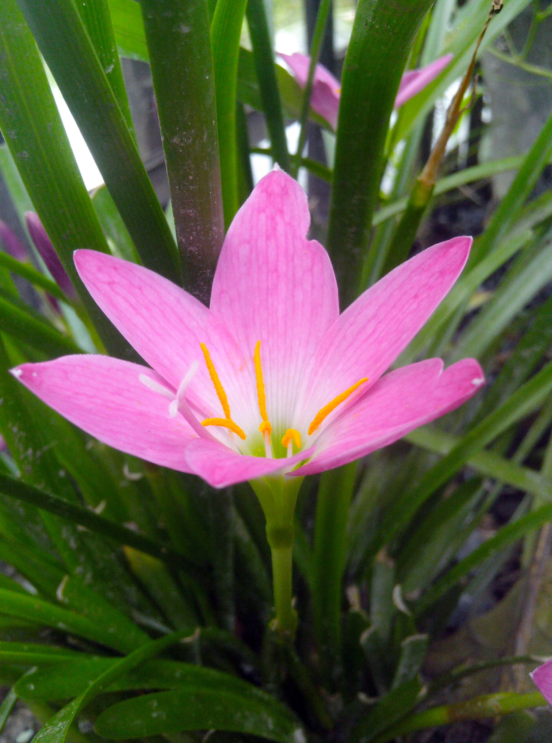 Pink coloured flower (3)