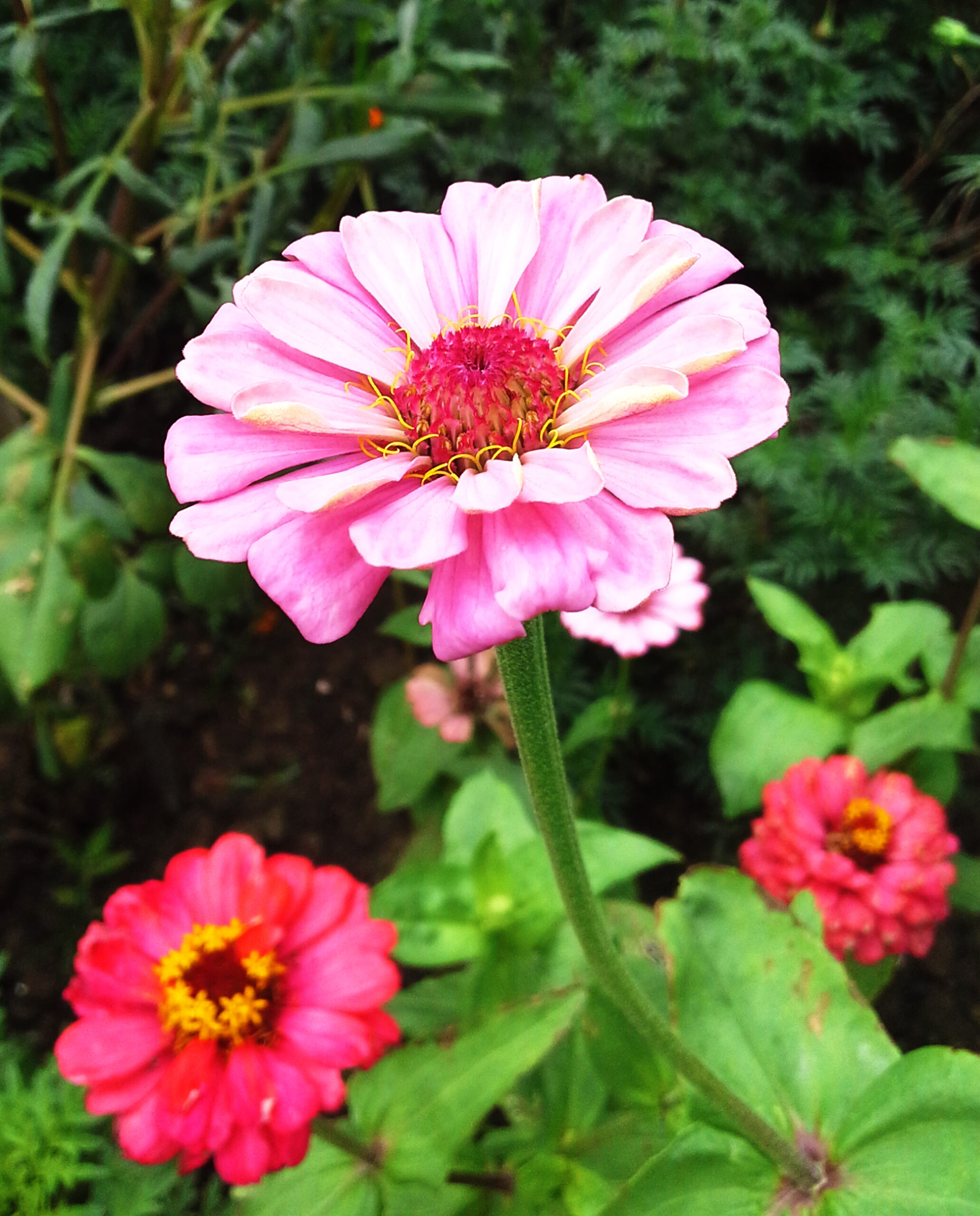 Pink coloured flower at Rajbiraj, Saptari, Nepal