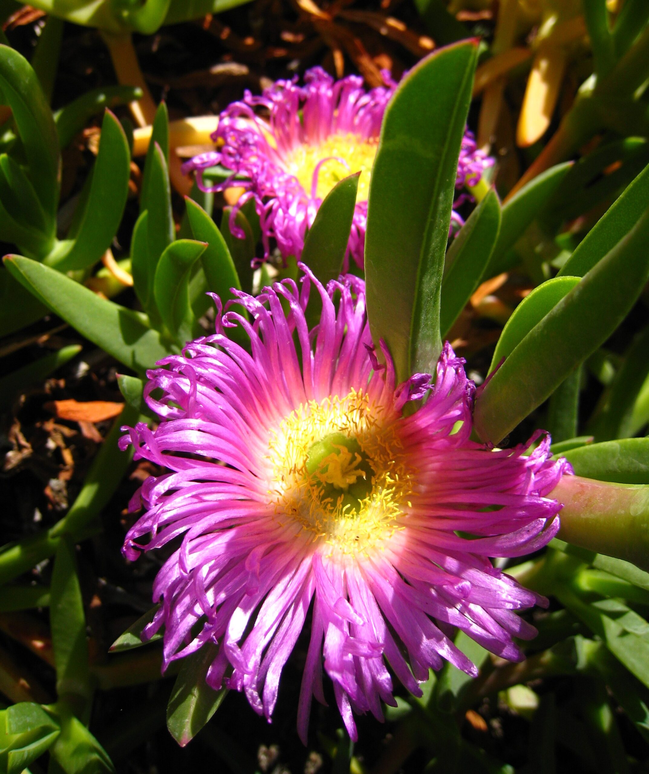 Pink succulent bloom Orange County