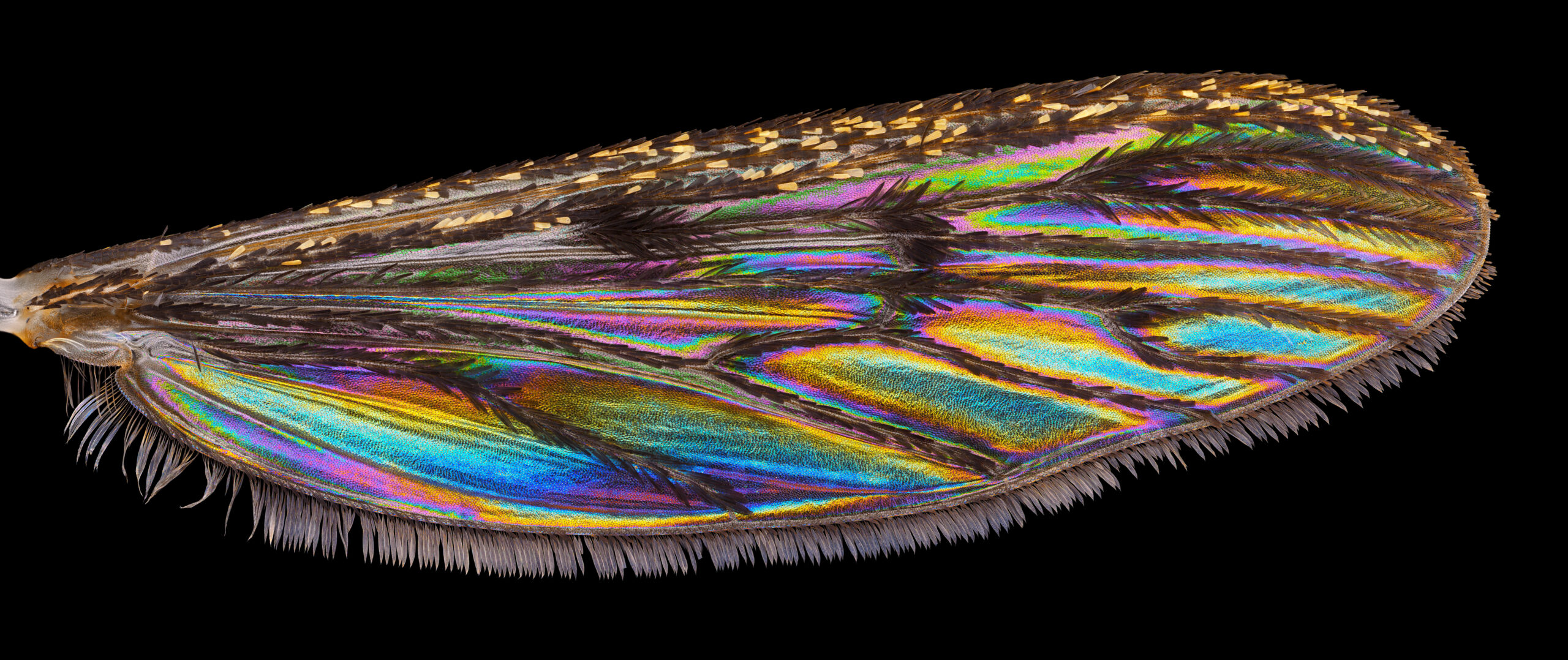 Pistesääsklase Culiceta annulata tiib