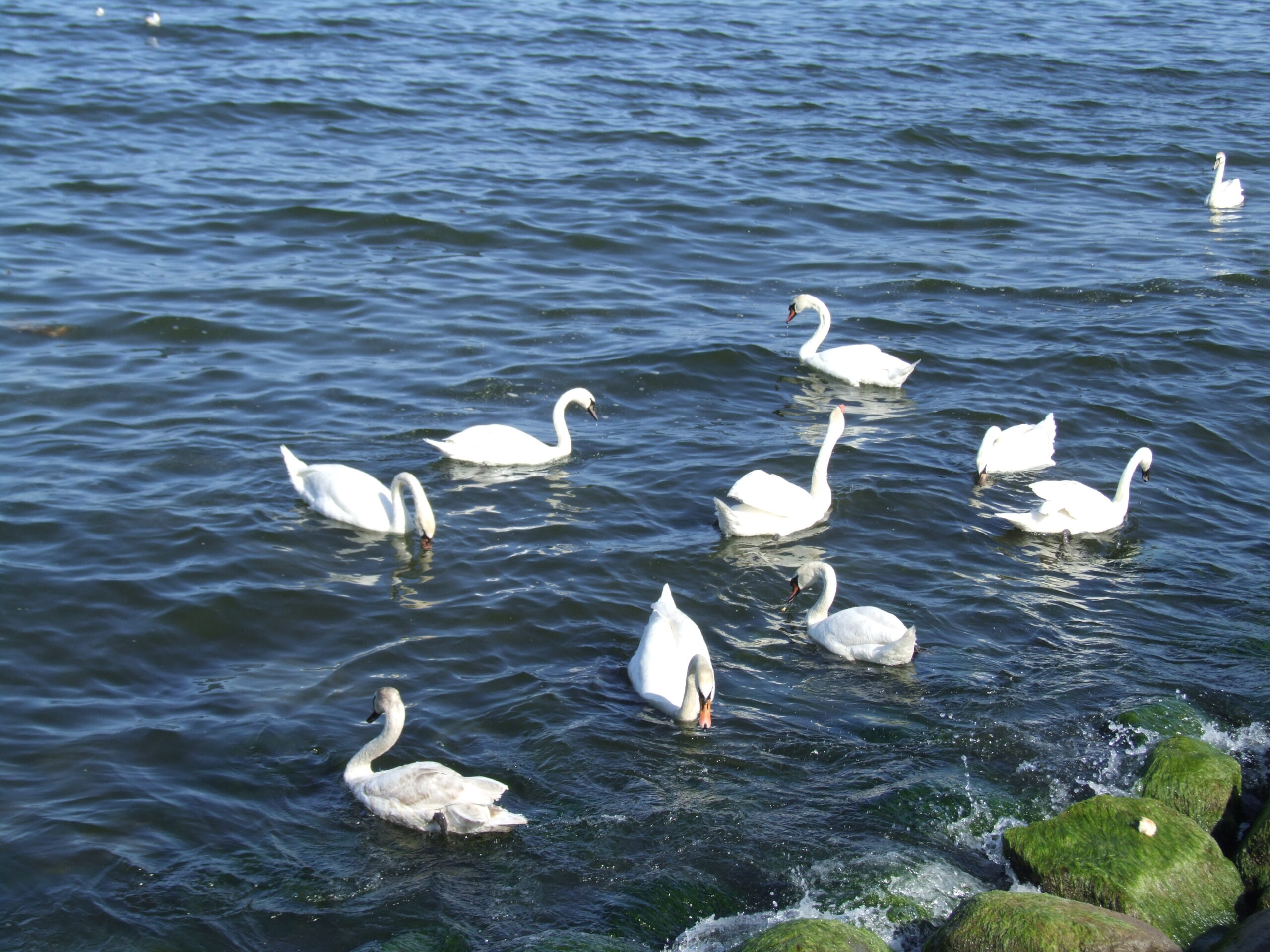 Plaża w Redłowie (dzielnica Gdyni) - 062