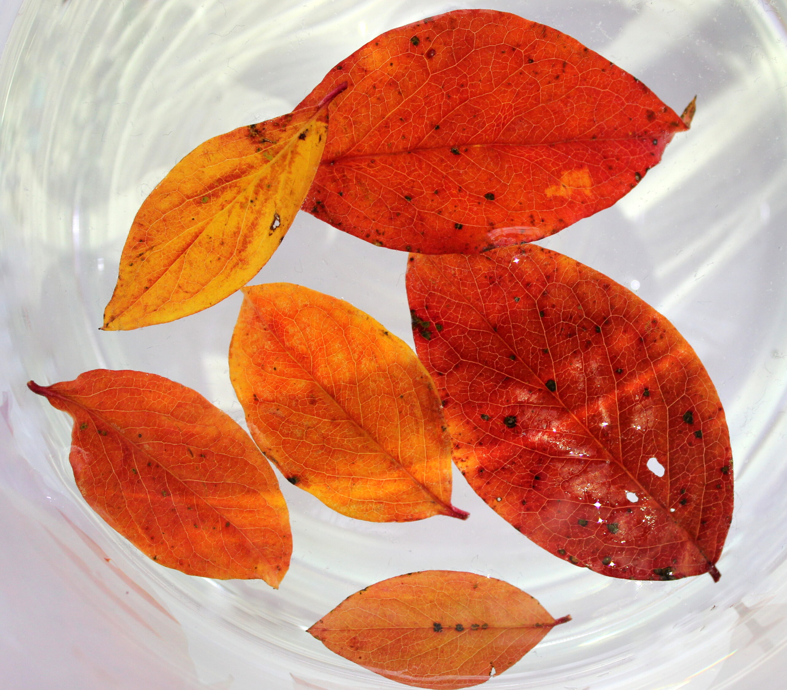 Playing with water, light and leaves