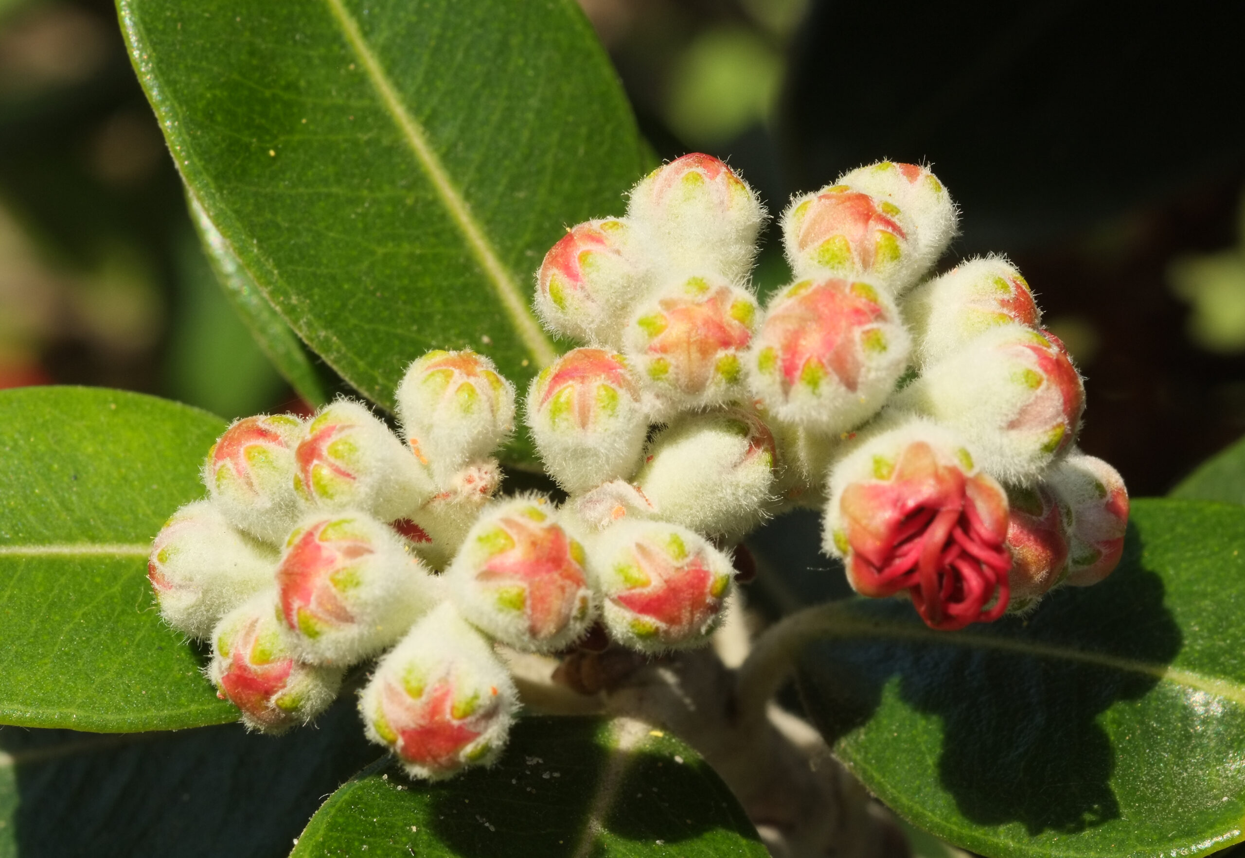 Pohutukawa flower buds about to open