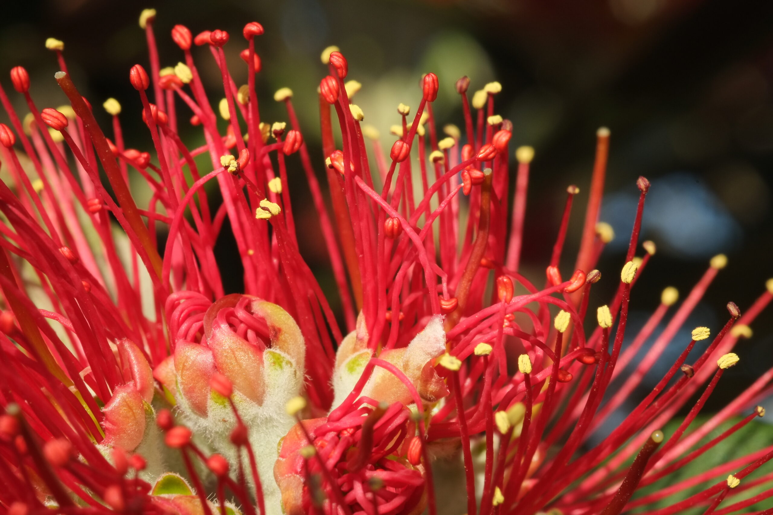 Pohutukawa flower stamens and styles