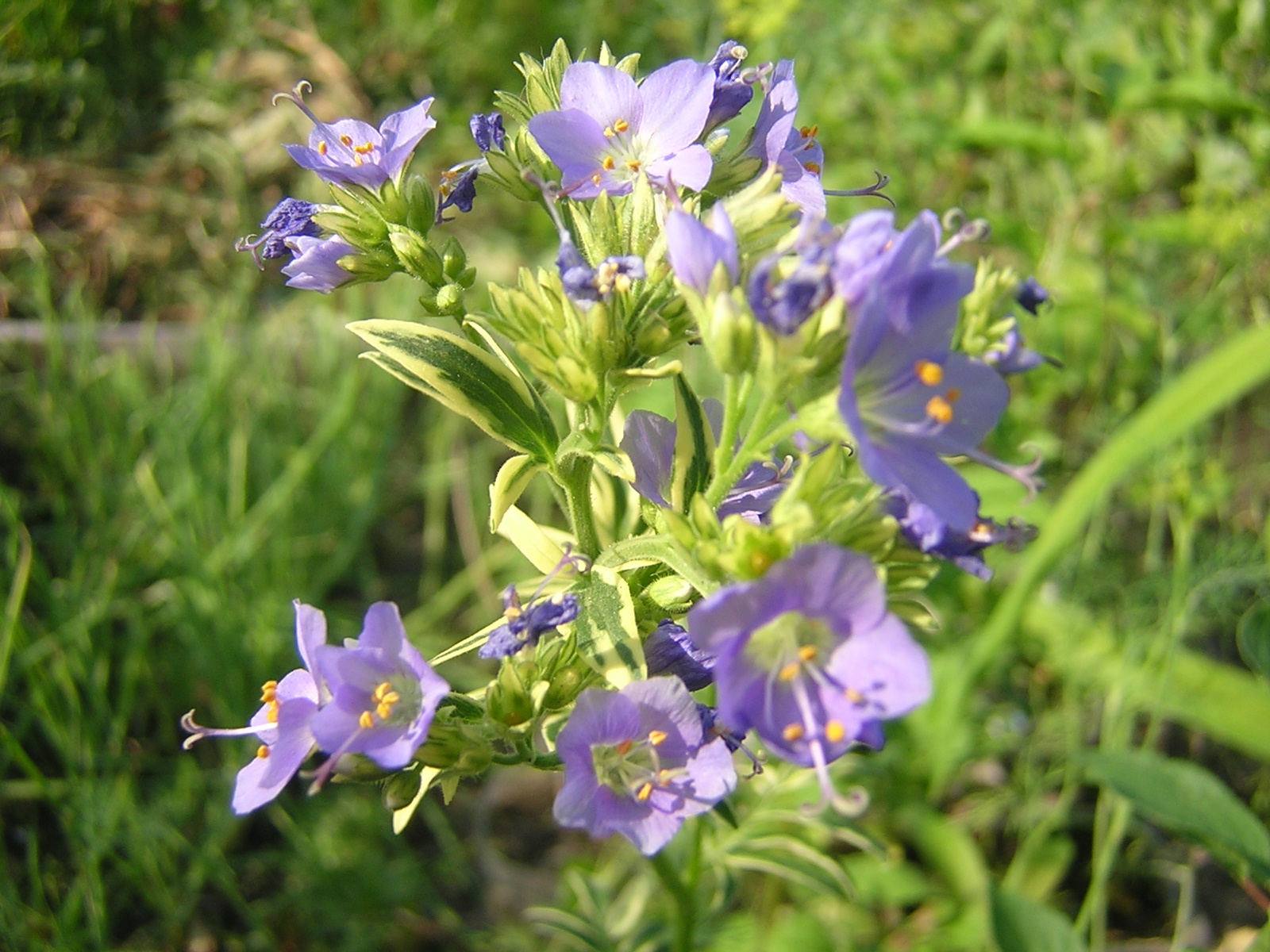 Polemonium caeruleum 2956