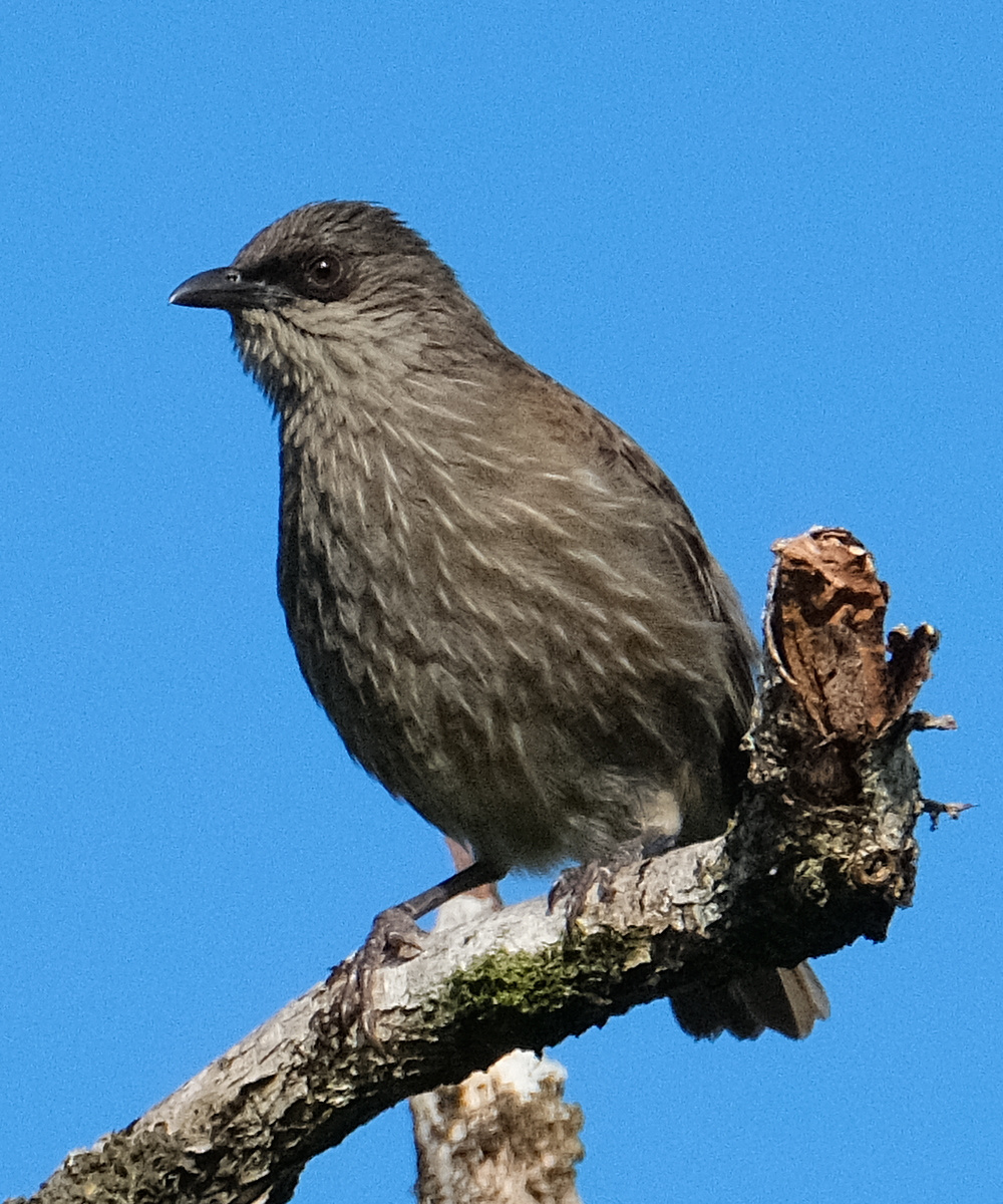 Polynesian starling perched on a branch (Niue)