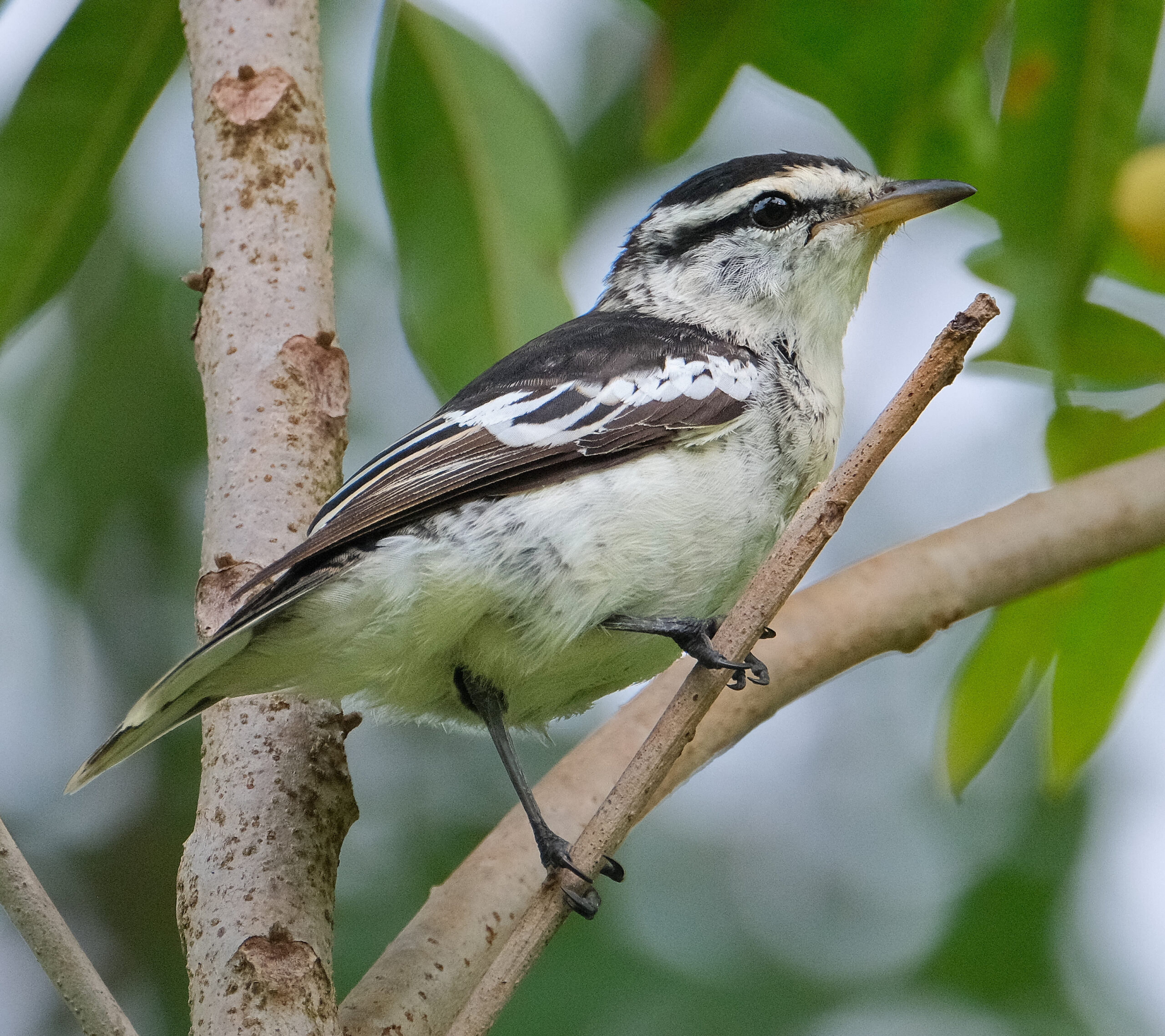 Polynesian triller perched on a twig (Niue)