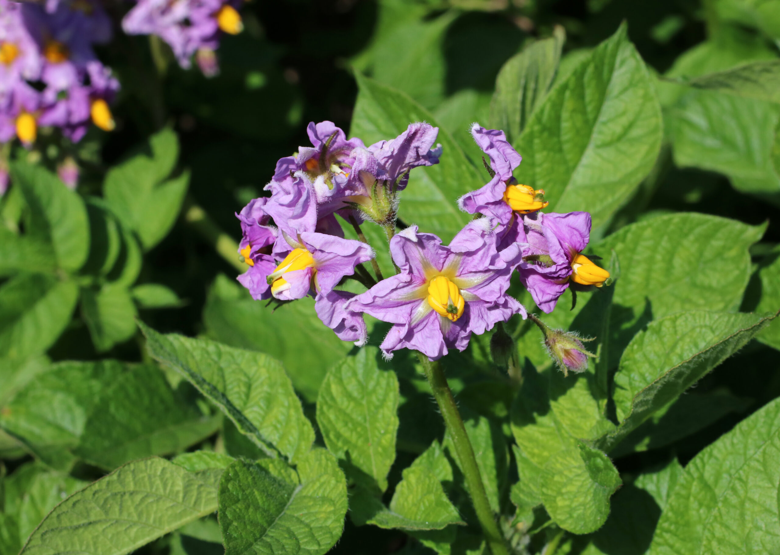 Potato flowers 2016 G1