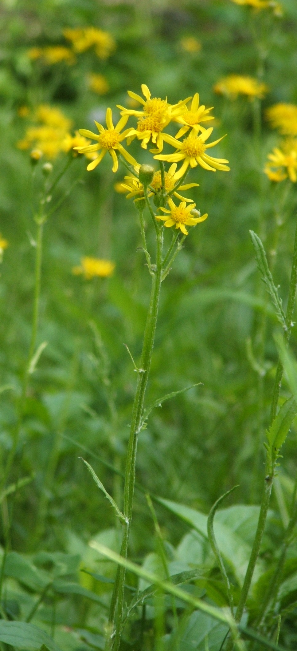 PrairieGroundsel